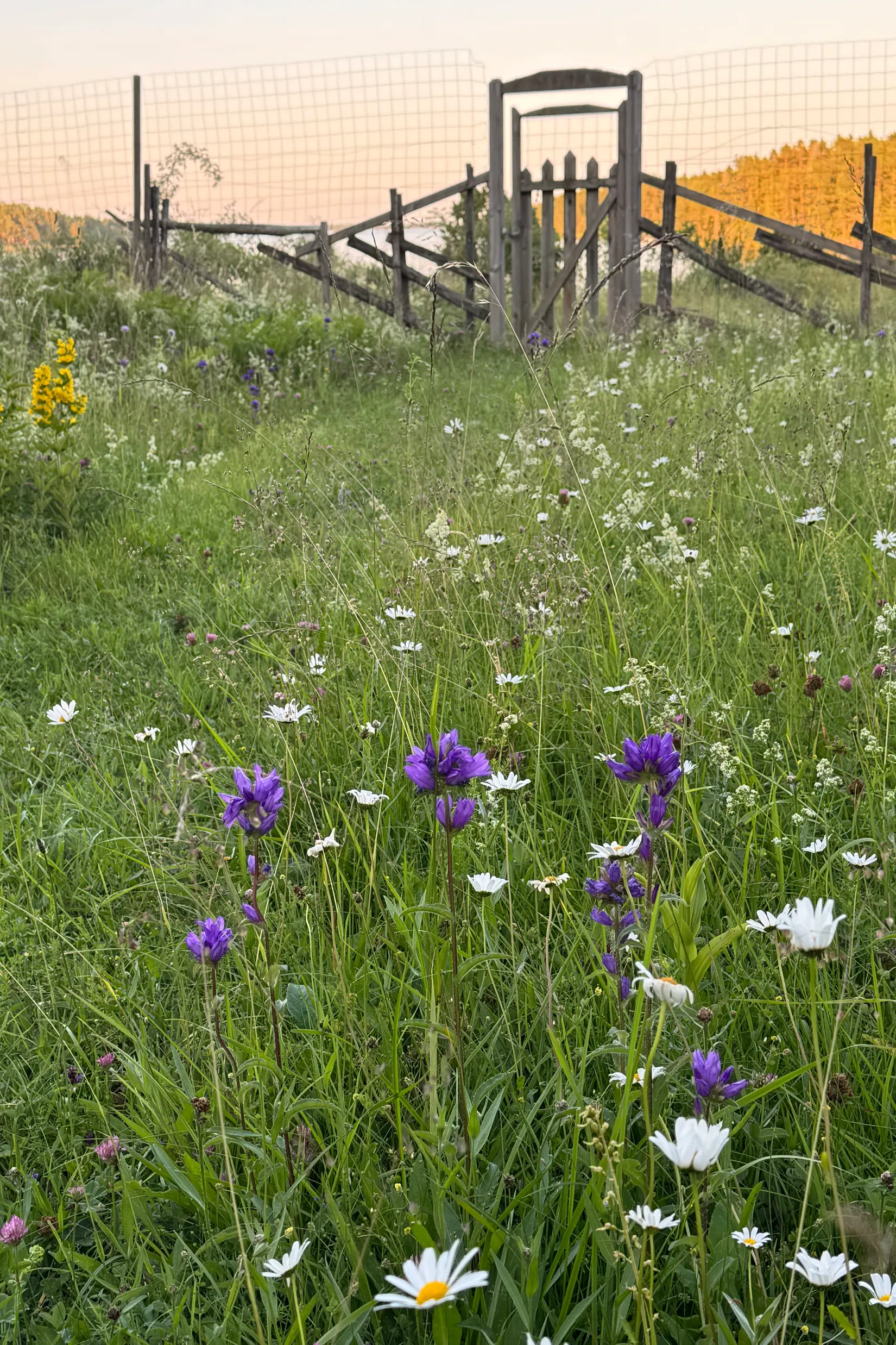 Fritidshus, Öster-Mörtarö 113, Öster-Mörtarö, Gräsö, Östhammar