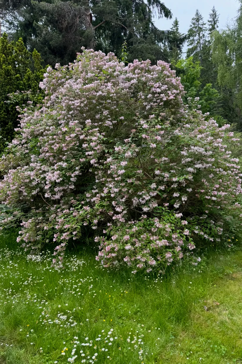 Fritidshus, Öster-Mörtarö 113, Öster-Mörtarö, Gräsö, Östhammar