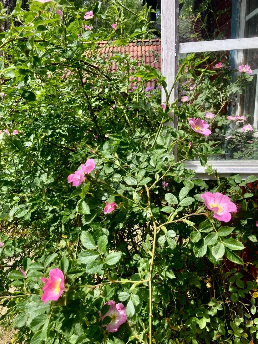 Fritidshus, Stenskärsvägen 26, Stenskär, Östhammar