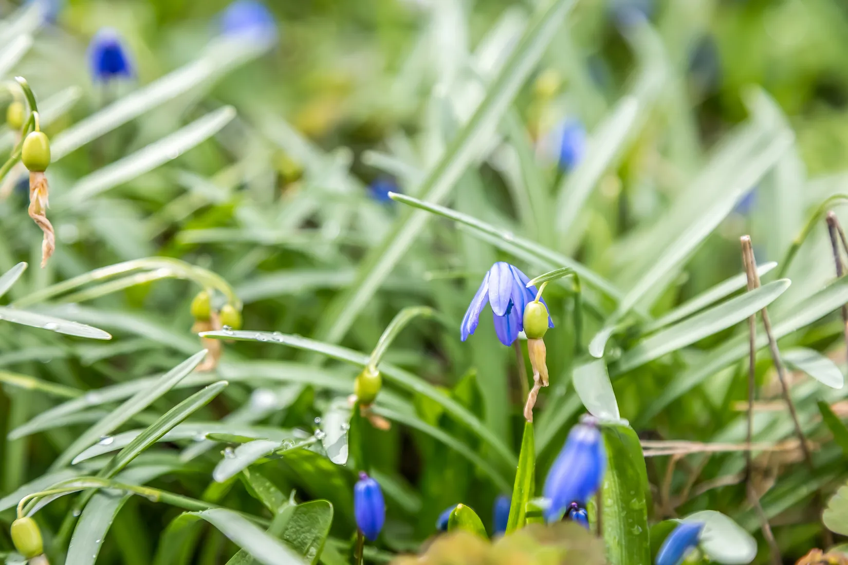 Bostadsrätt, Fritidshus, Fresiagången 83, Jägershill, Malmö