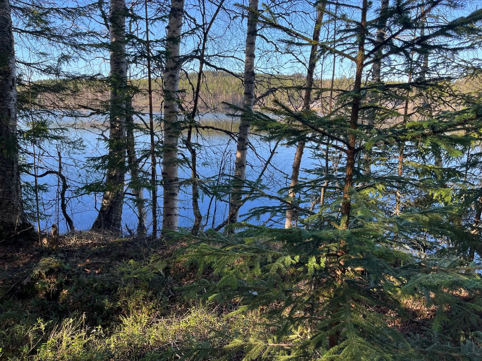 Gård/Skog, Torsby Fastnäs 1:91, Torsby