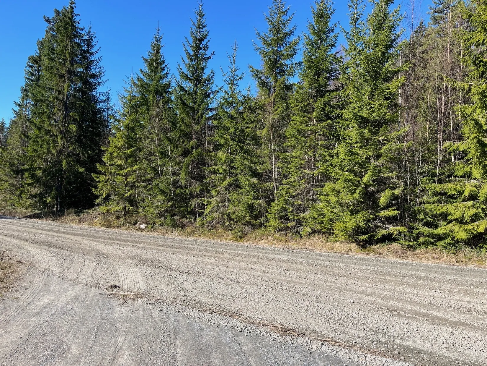 Gård/Skog, Torsby Fastnäs 1:91, Torsby