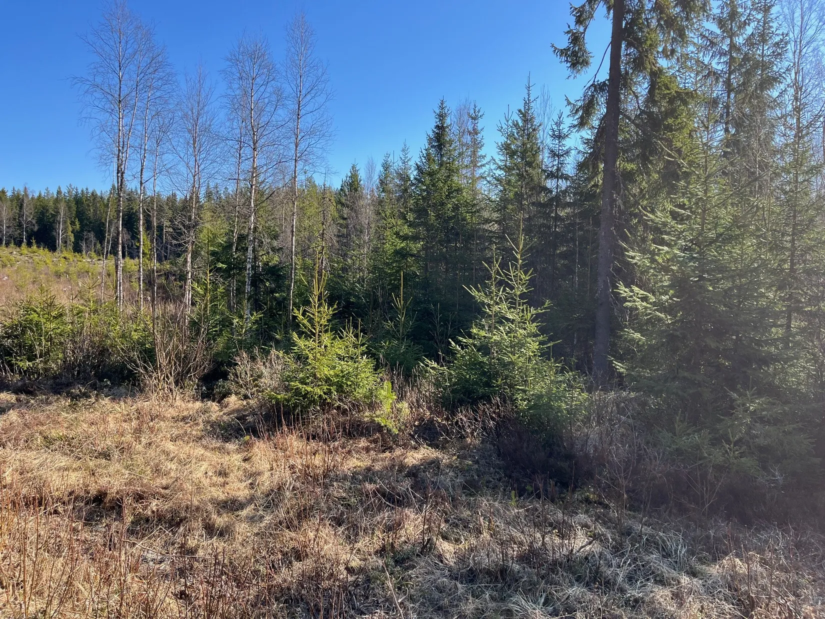 Gård/Skog, Torsby Fastnäs 1:91, Torsby