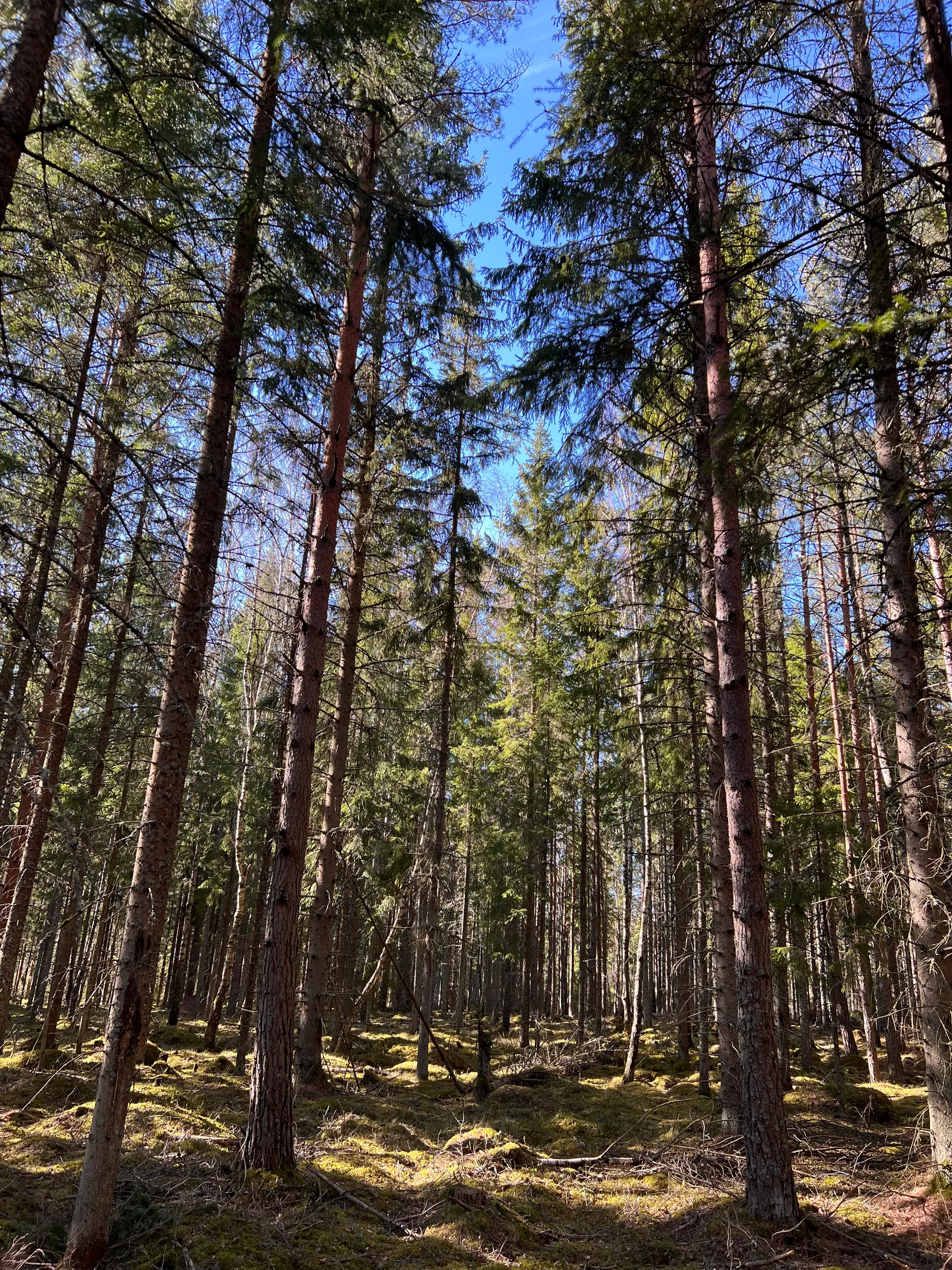 Gård/Skog, Björsgården 3, Vilske-Kleva, Falköping