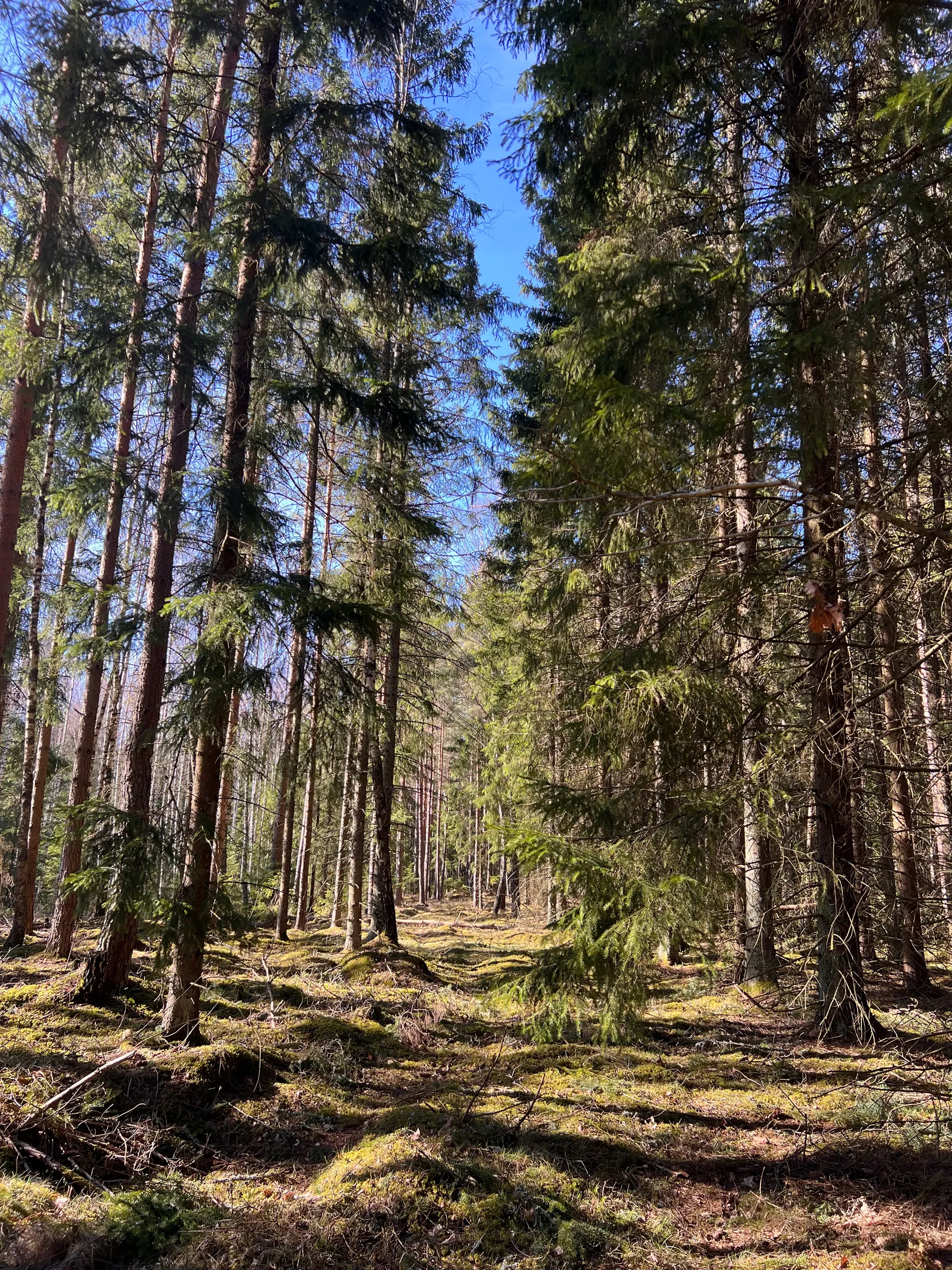 Gård/Skog, Björsgården 3, Vilske-Kleva, Falköping