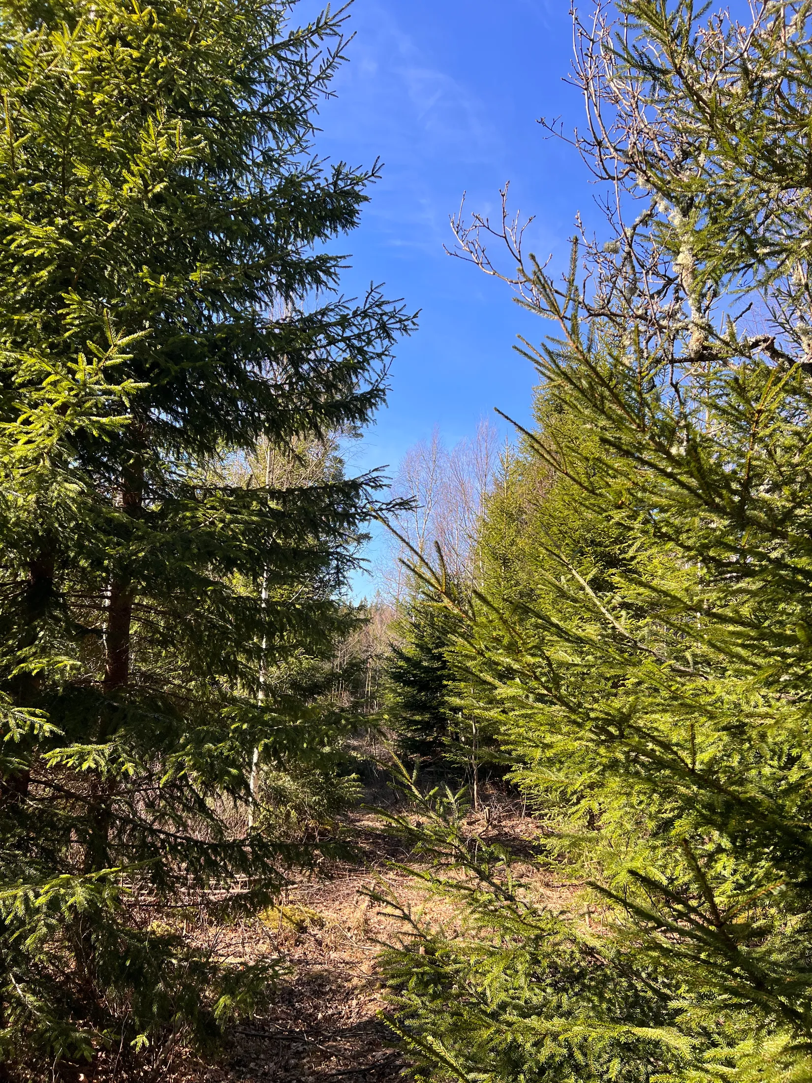 Gård/Skog, Björsgården 3, Vilske-Kleva, Falköping