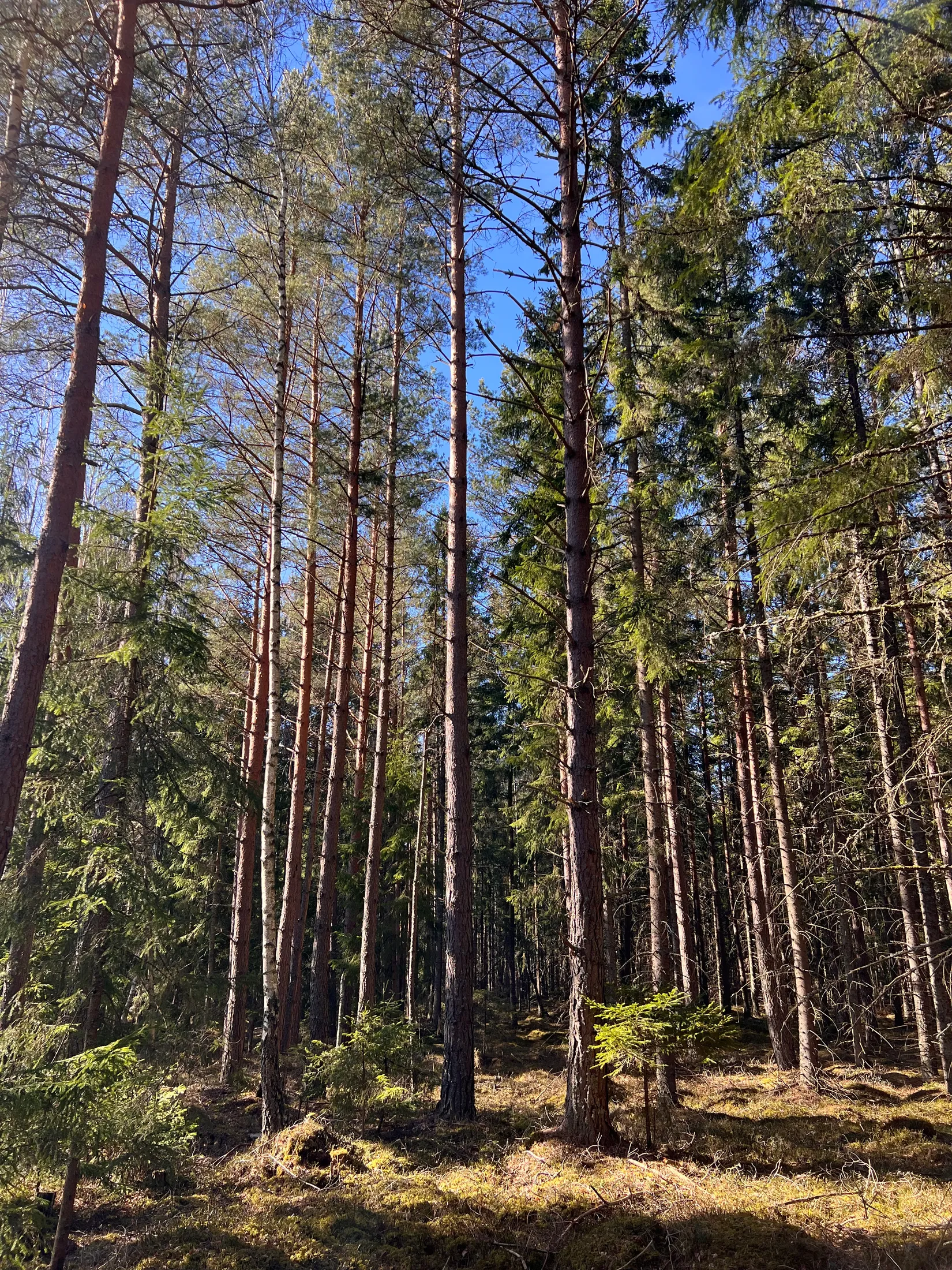 Gård/Skog, Björsgården 3, Vilske-Kleva, Falköping