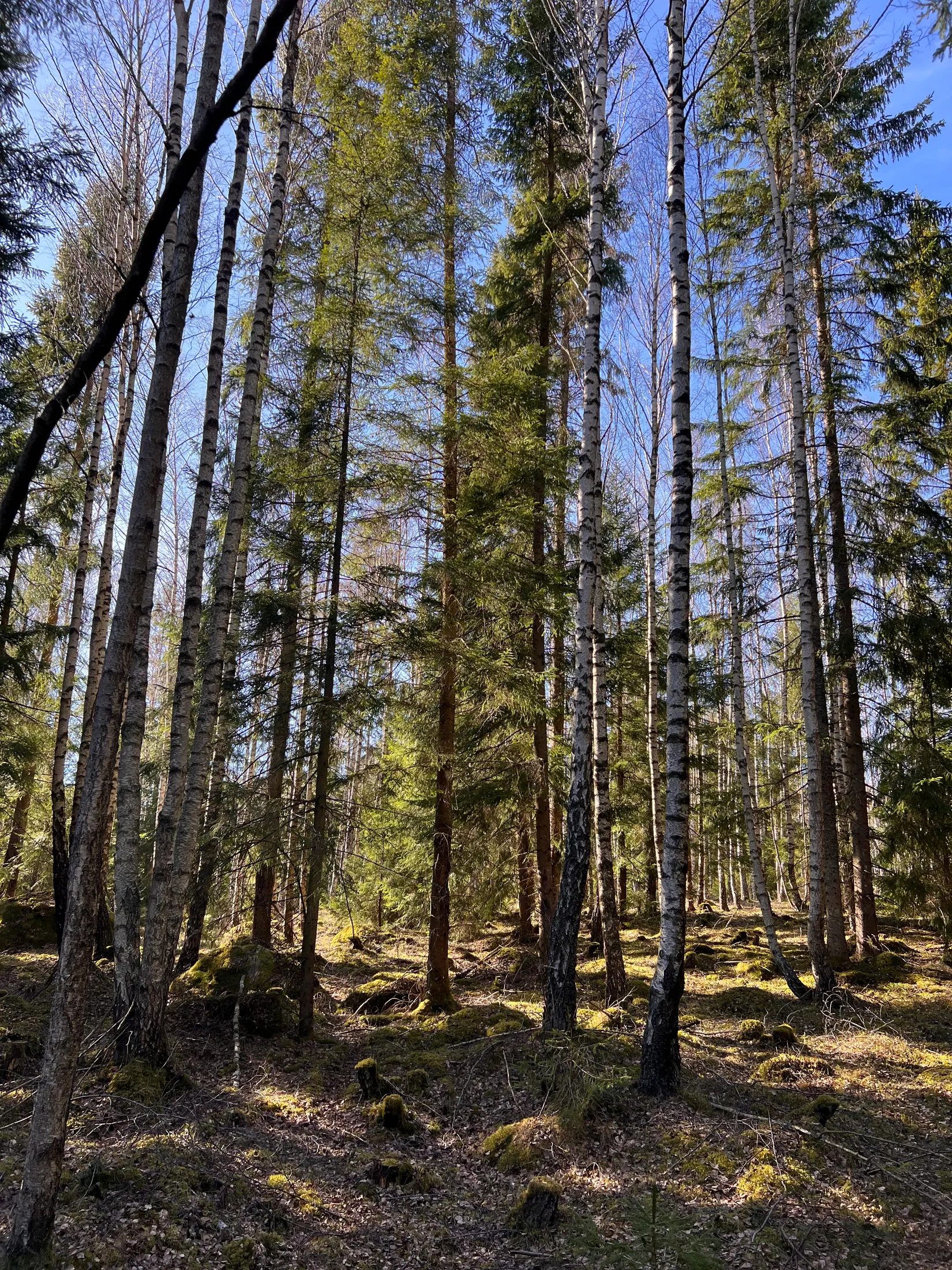 Gård/Skog, Björsgården 3, Vilske-Kleva, Falköping