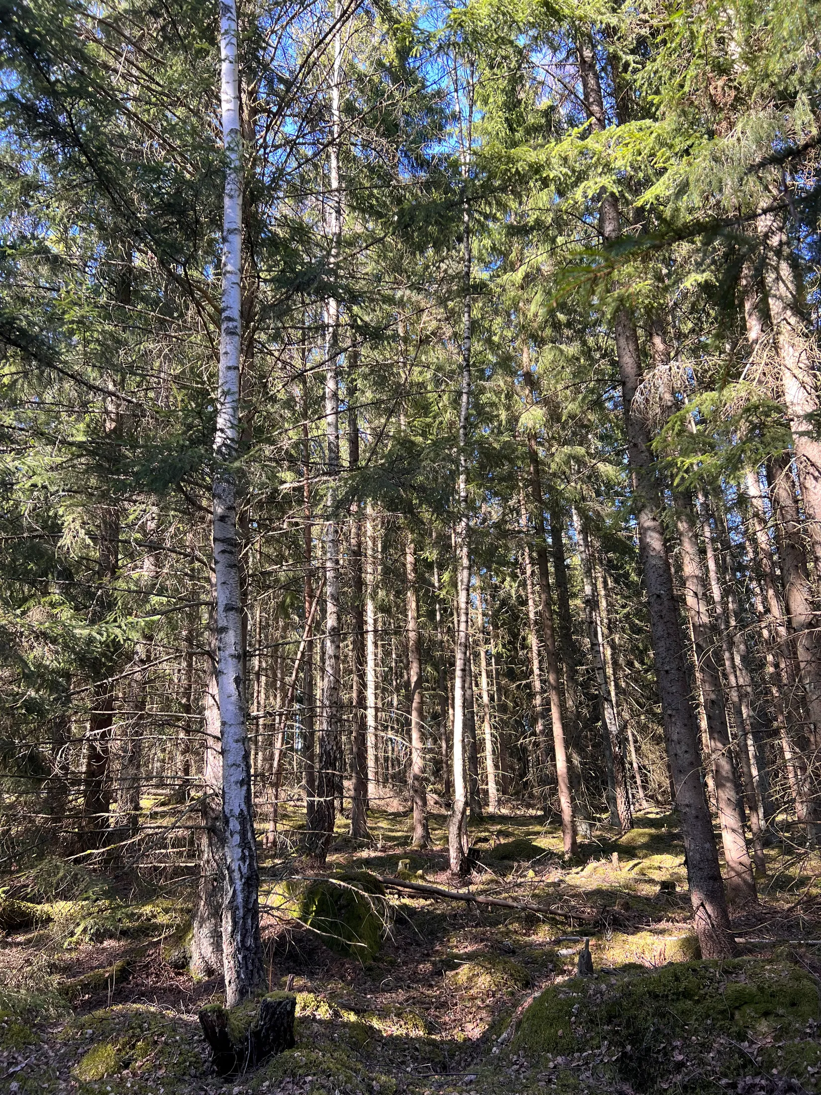 Gård/Skog, Björsgården 3, Vilske-Kleva, Falköping