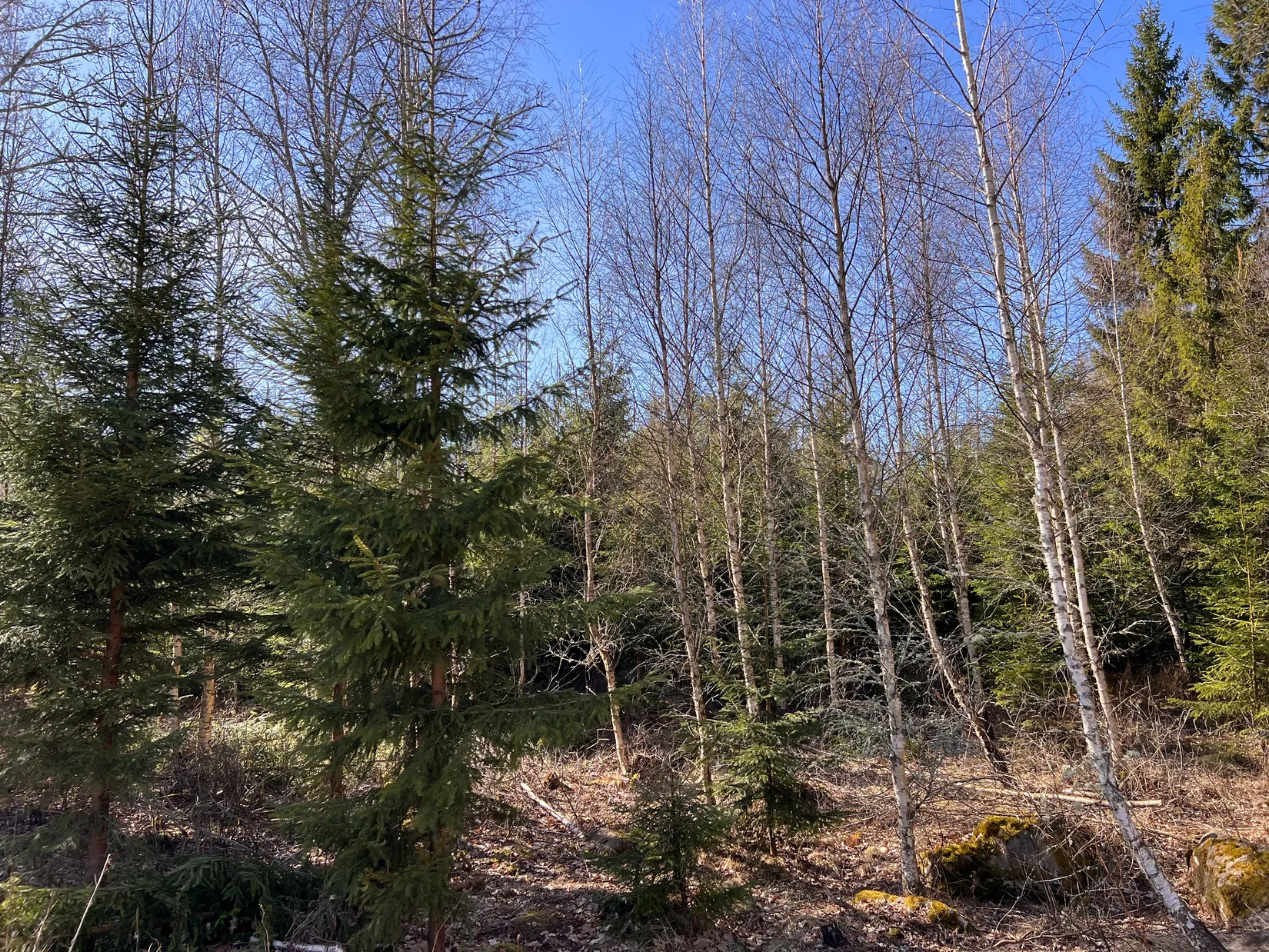 Gård/Skog, Björsgården 3, Vilske-Kleva, Falköping