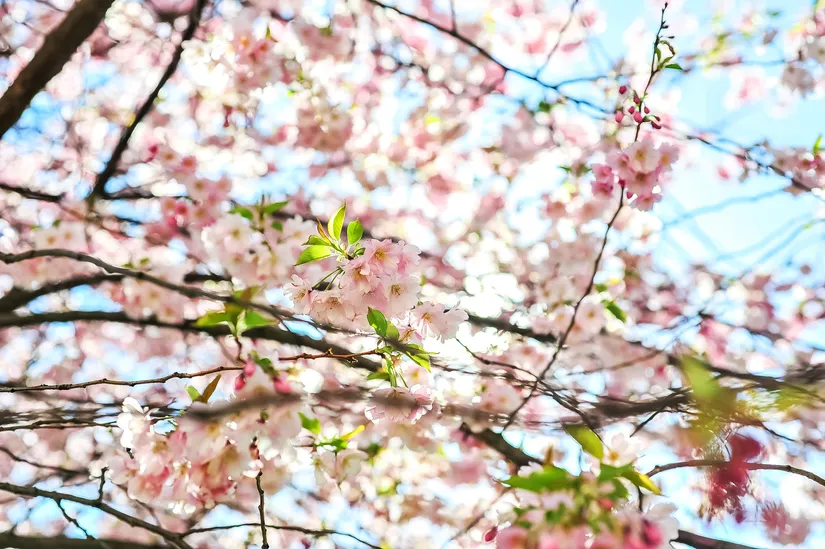 Bostadsrätt, Gröna gatan 31, Majorna, Göteborg