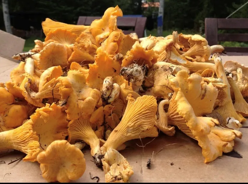 Fritidshus, Storslättsvägen 45, Rådmansö - Nabbo, Norrtälje