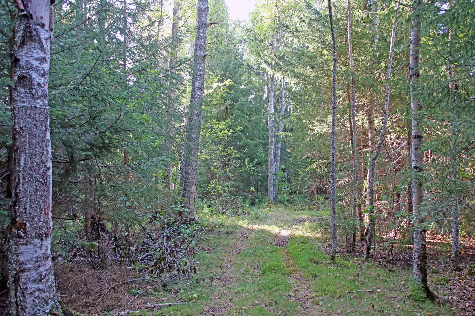 Gård/Skog, OCKELBO VALLSBO 3:8, Vallsbo, Ockelbo