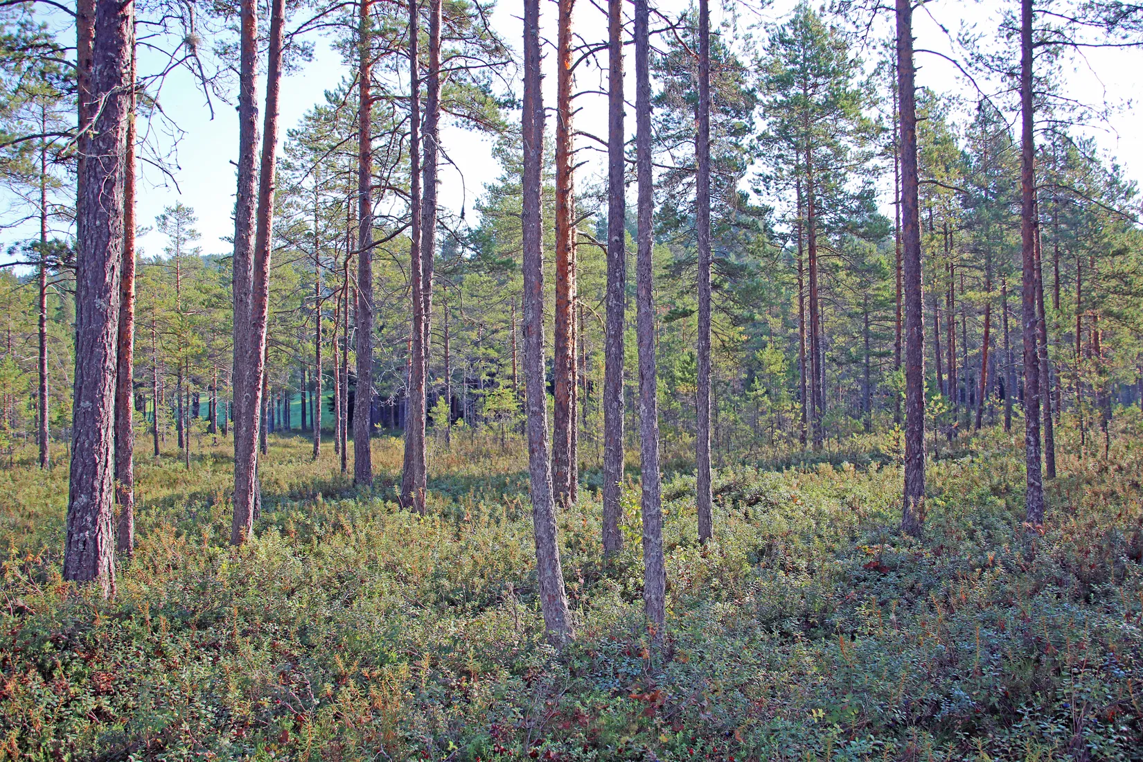 Gård/Skog, OCKELBO VALLSBO 3:8, Vallsbo, Ockelbo