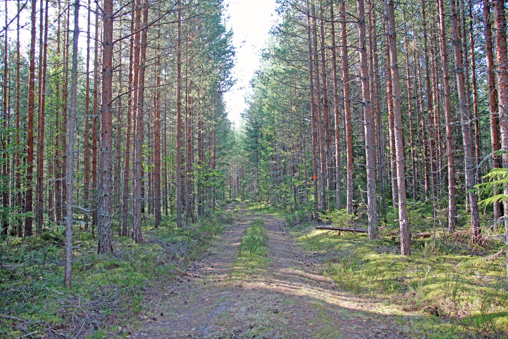 Gård/Skog, OCKELBO VALLSBO 3:8, Vallsbo, Ockelbo