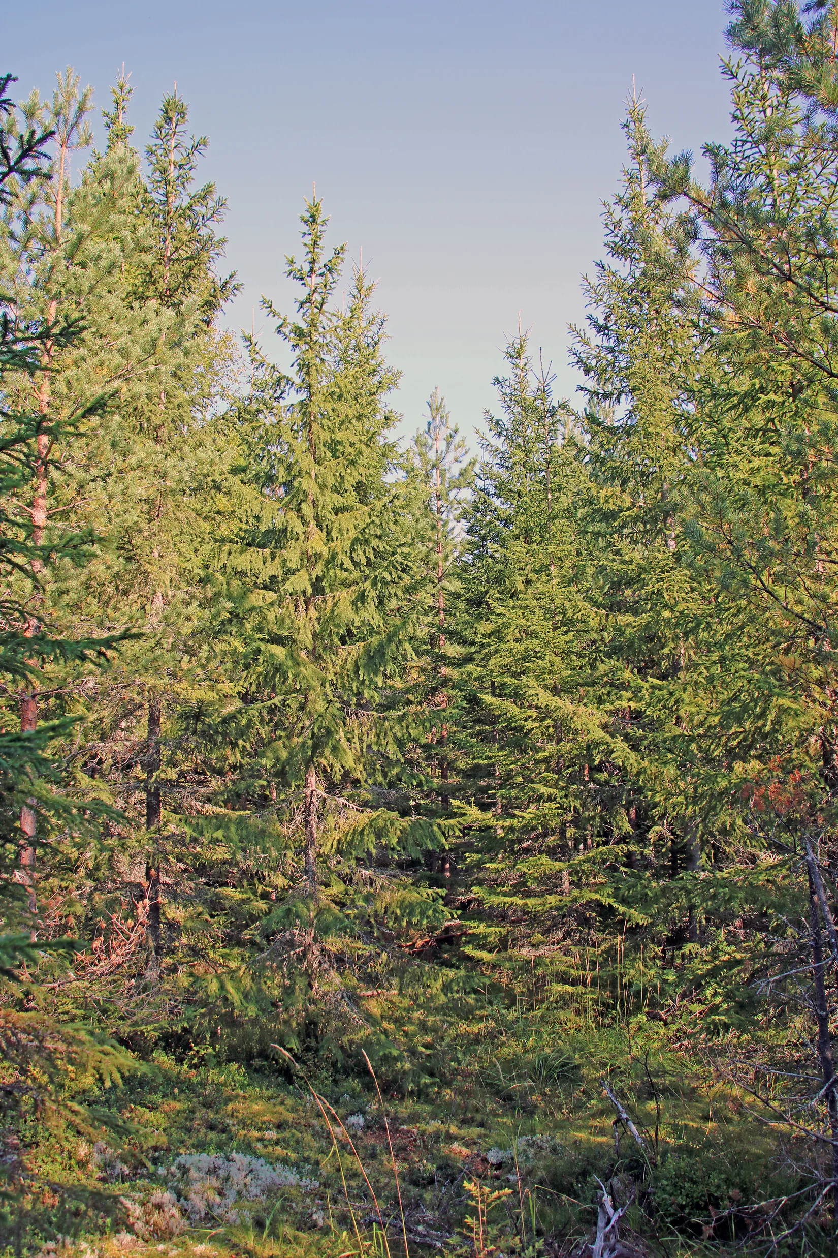 Gård/Skog, OCKELBO VALLSBO 3:8, Vallsbo, Ockelbo