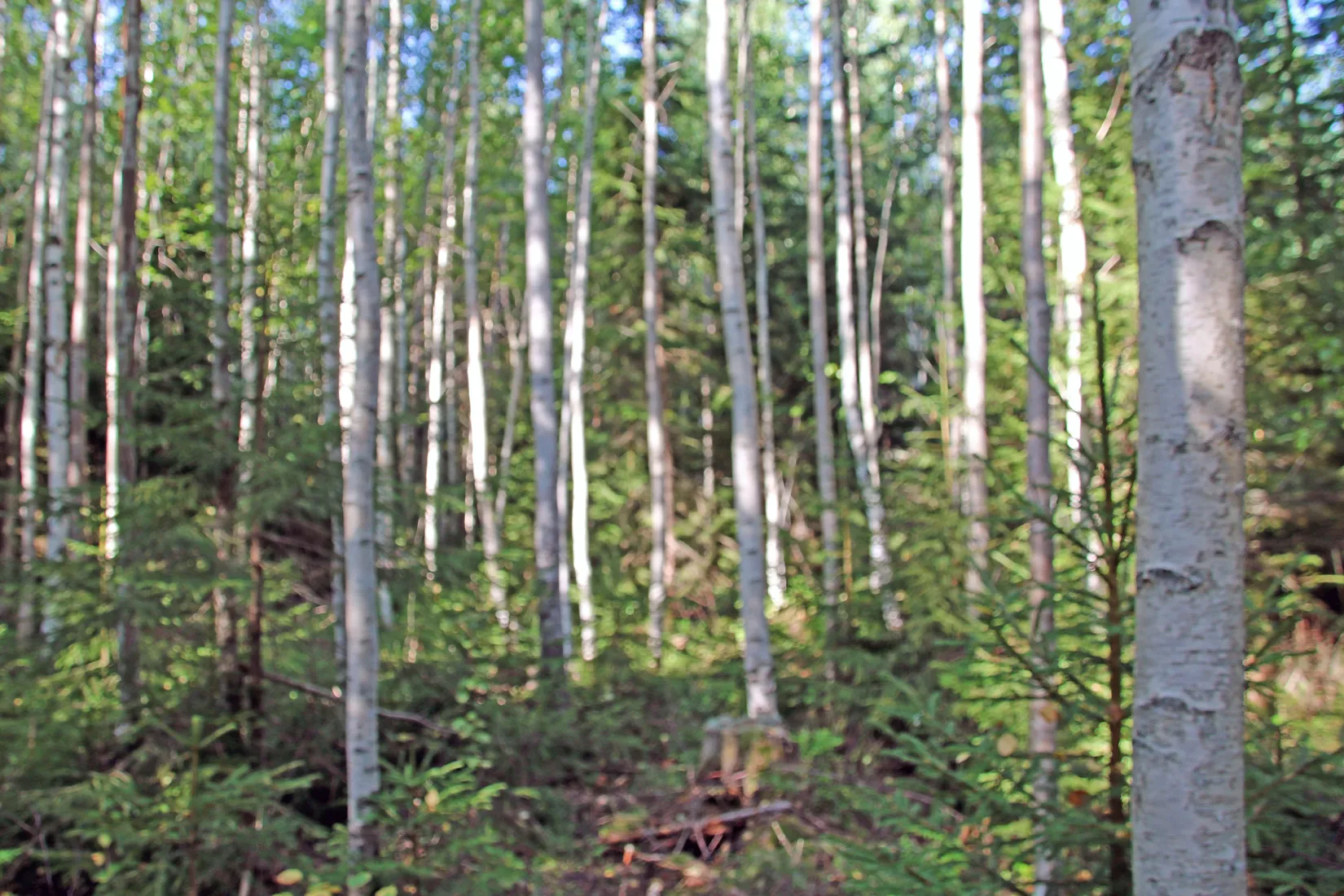 Gård/Skog, OCKELBO VALLSBO 3:8, Vallsbo, Ockelbo