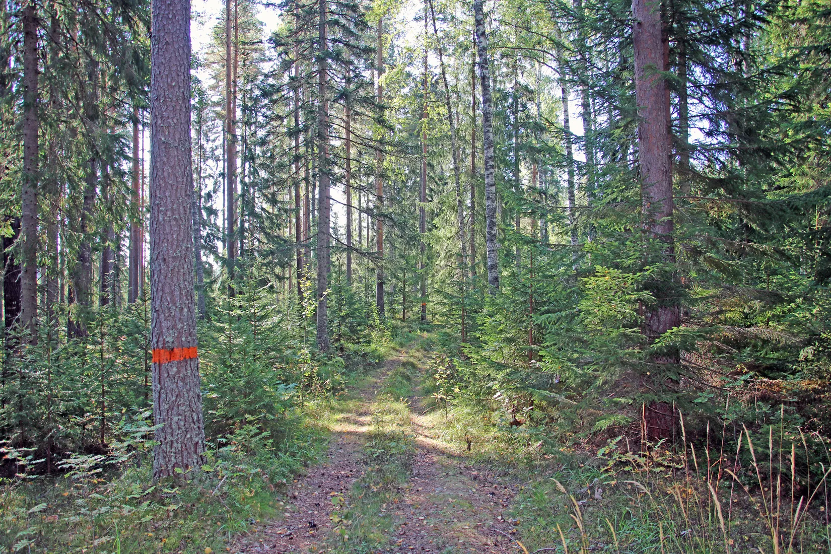 Gård/Skog, OCKELBO VALLSBO 3:8, Vallsbo, Ockelbo