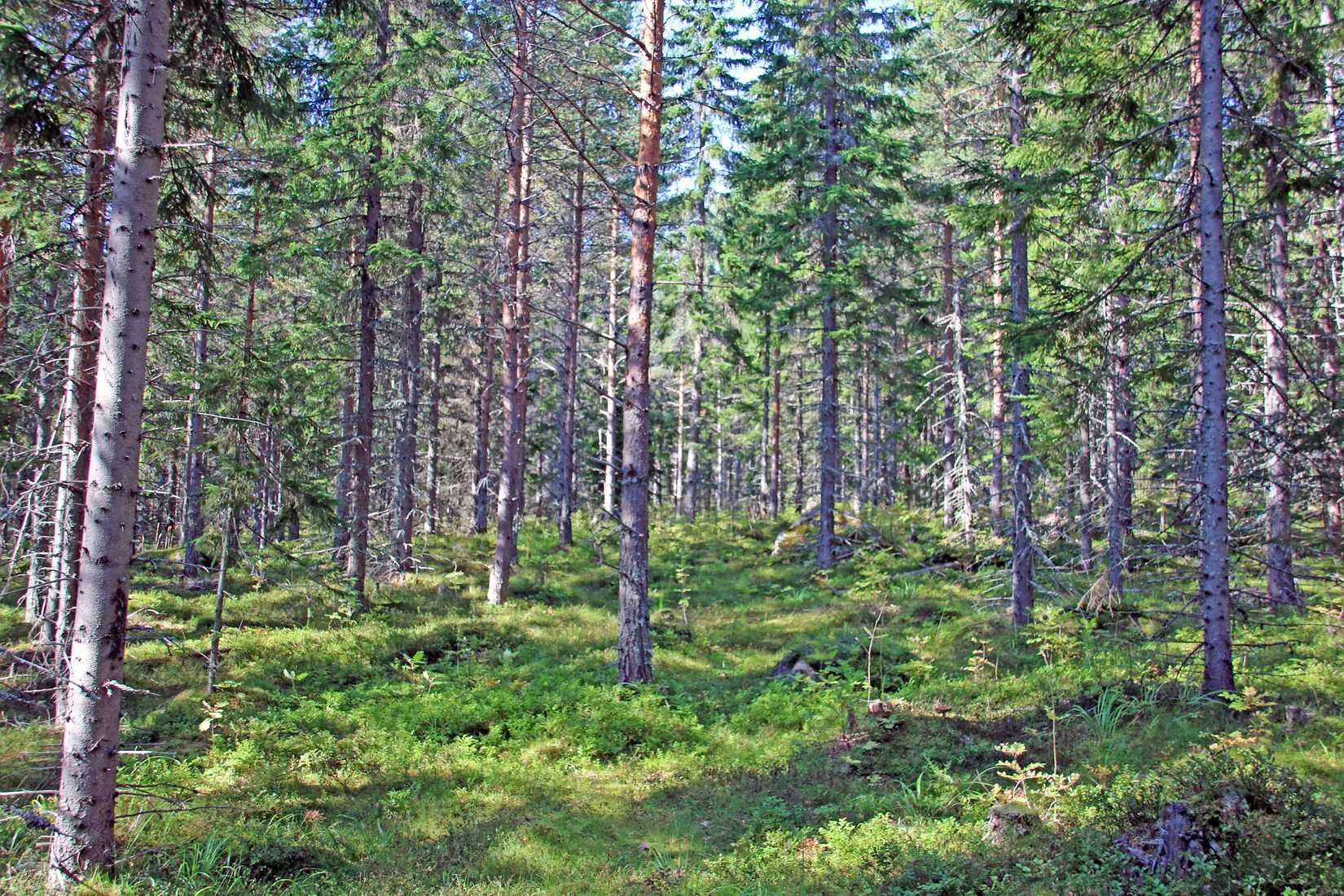 Gård/Skog, OCKELBO VALLSBO 3:8, Vallsbo, Ockelbo