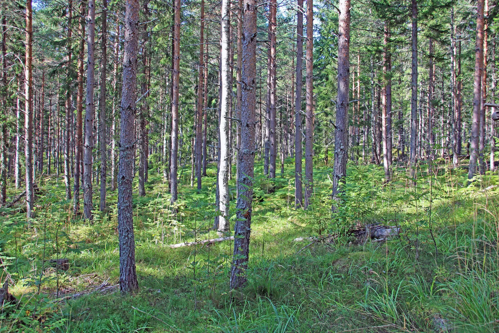 Gård/Skog, OCKELBO VALLSBO 3:8, Vallsbo, Ockelbo