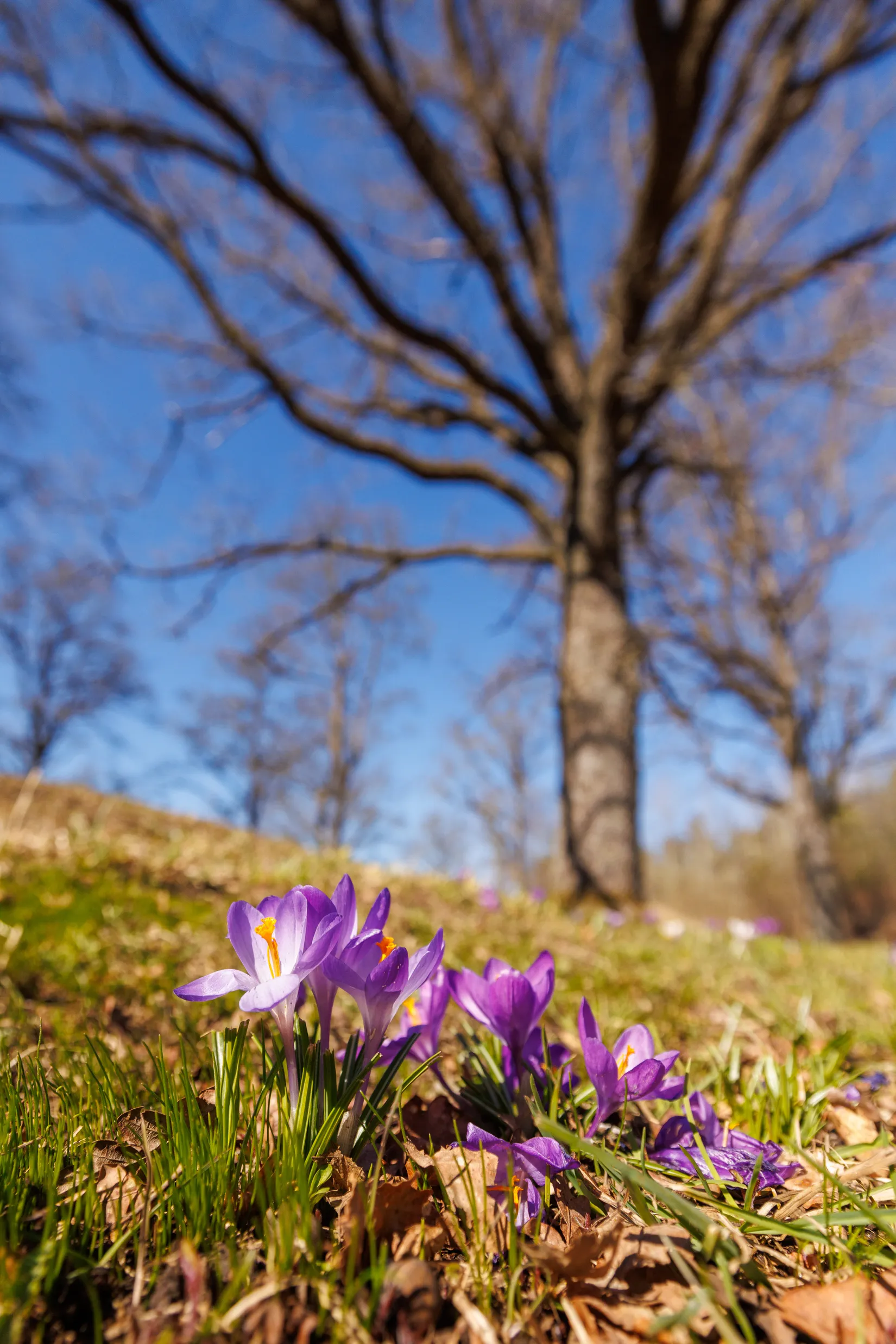Gård/Skog,  Tikanäs Åstnäs 513, Tikanäs, Askersund