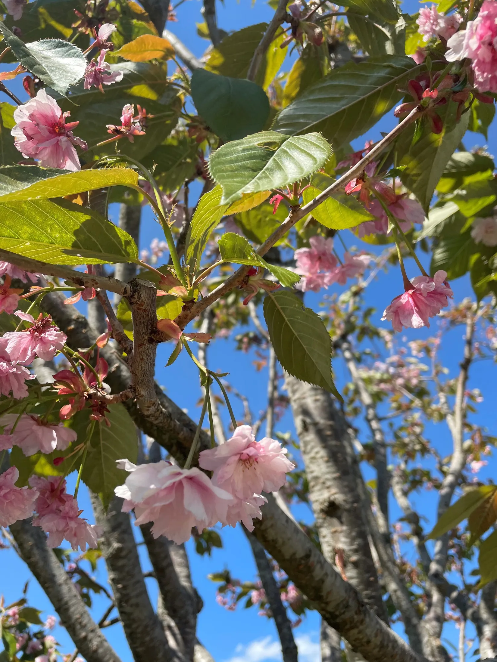Villa, Törnbuskstigen 8, Spånga Solhem, Stockholm