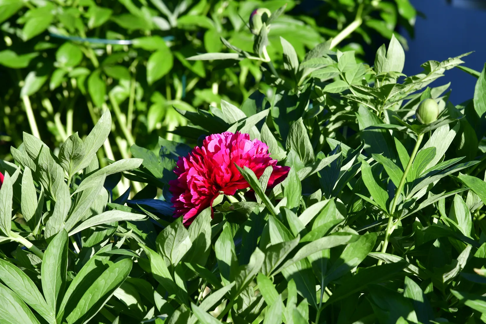 Villa, Törnbuskstigen 8, Spånga Solhem, Stockholm