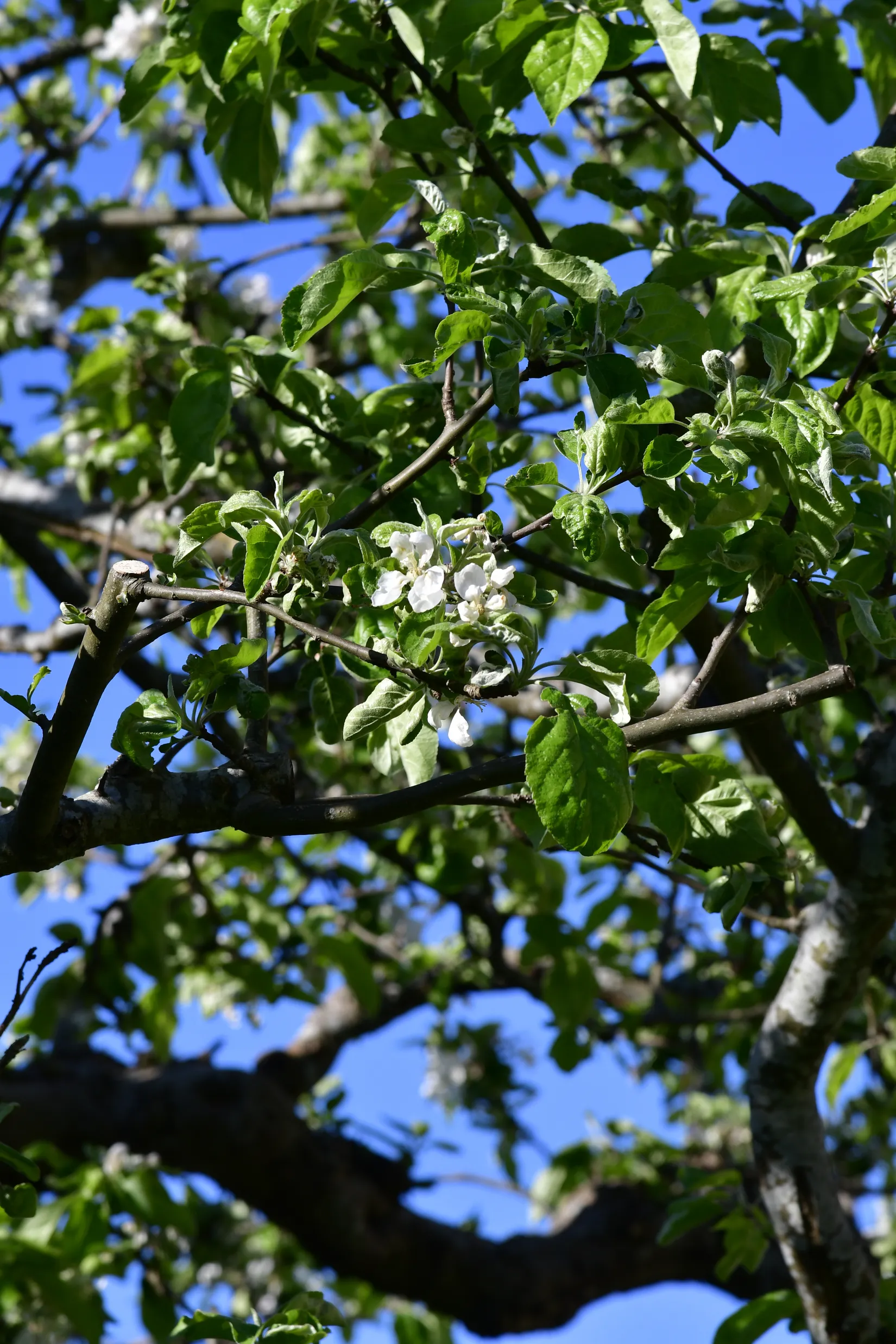 Villa, Törnbuskstigen 8, Spånga Solhem, Stockholm