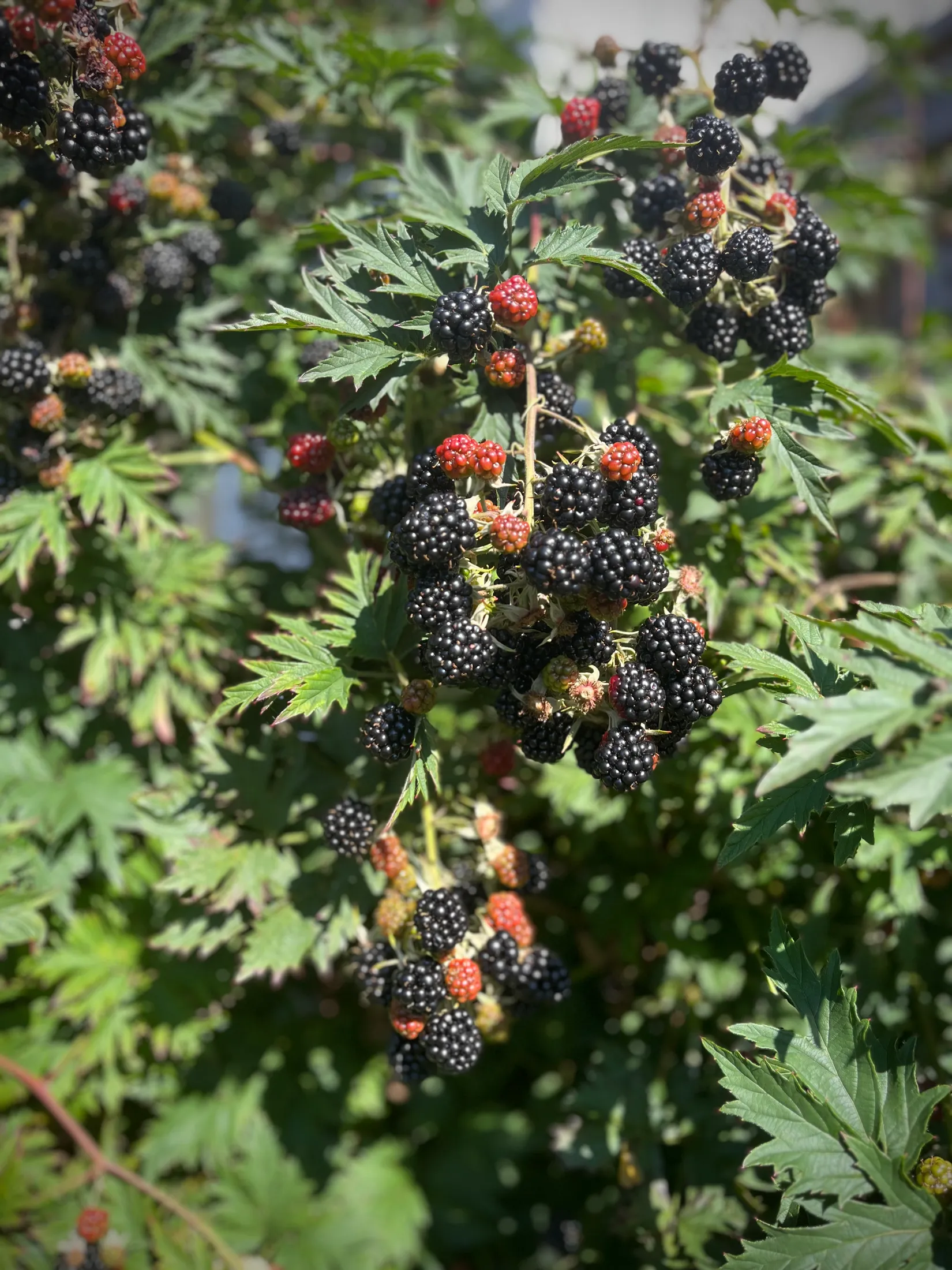 Villa, Östermalmsgatan 115, Östermalm, Motala