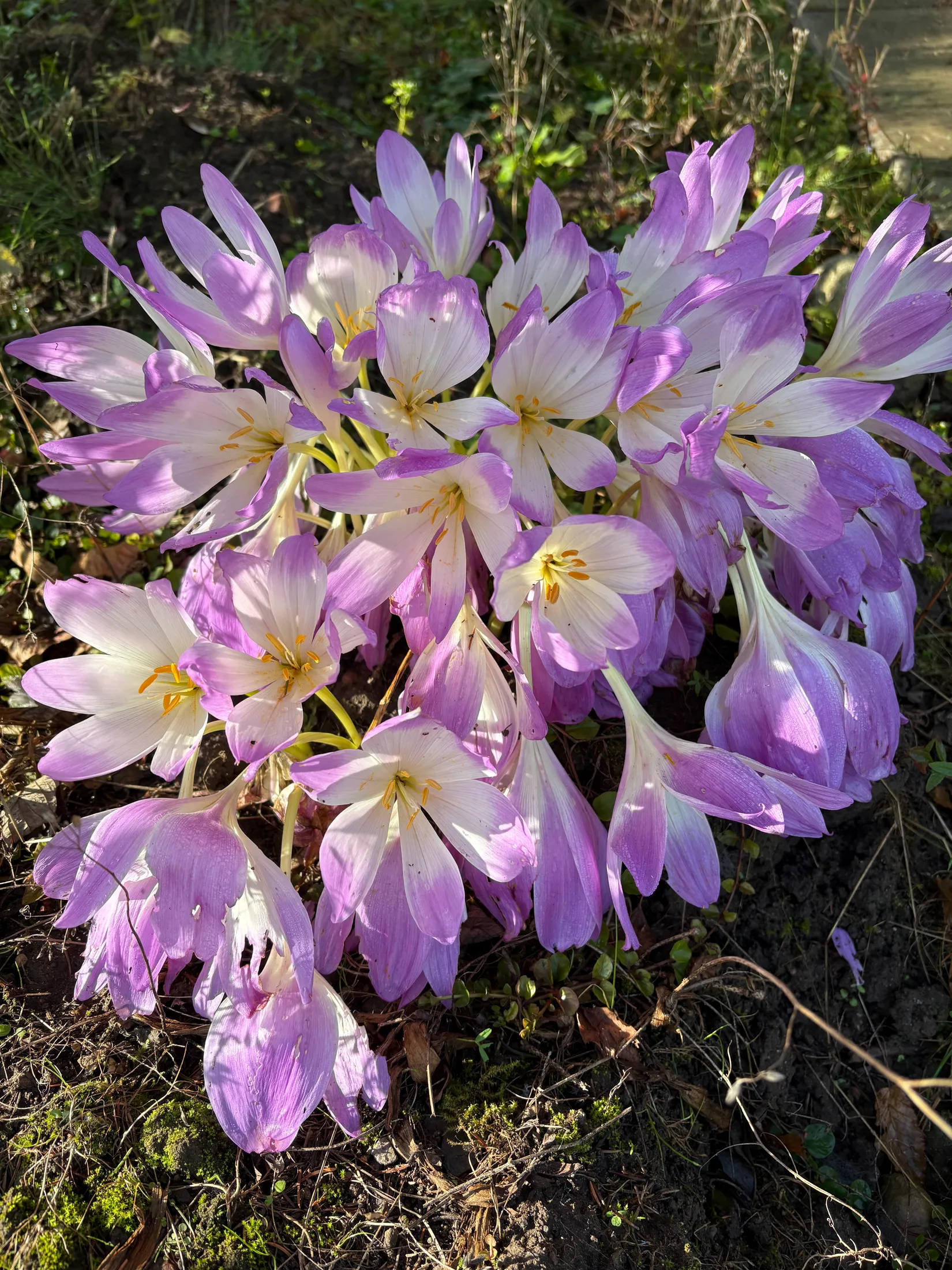 Villa, Eriksgatan 7, Skurup