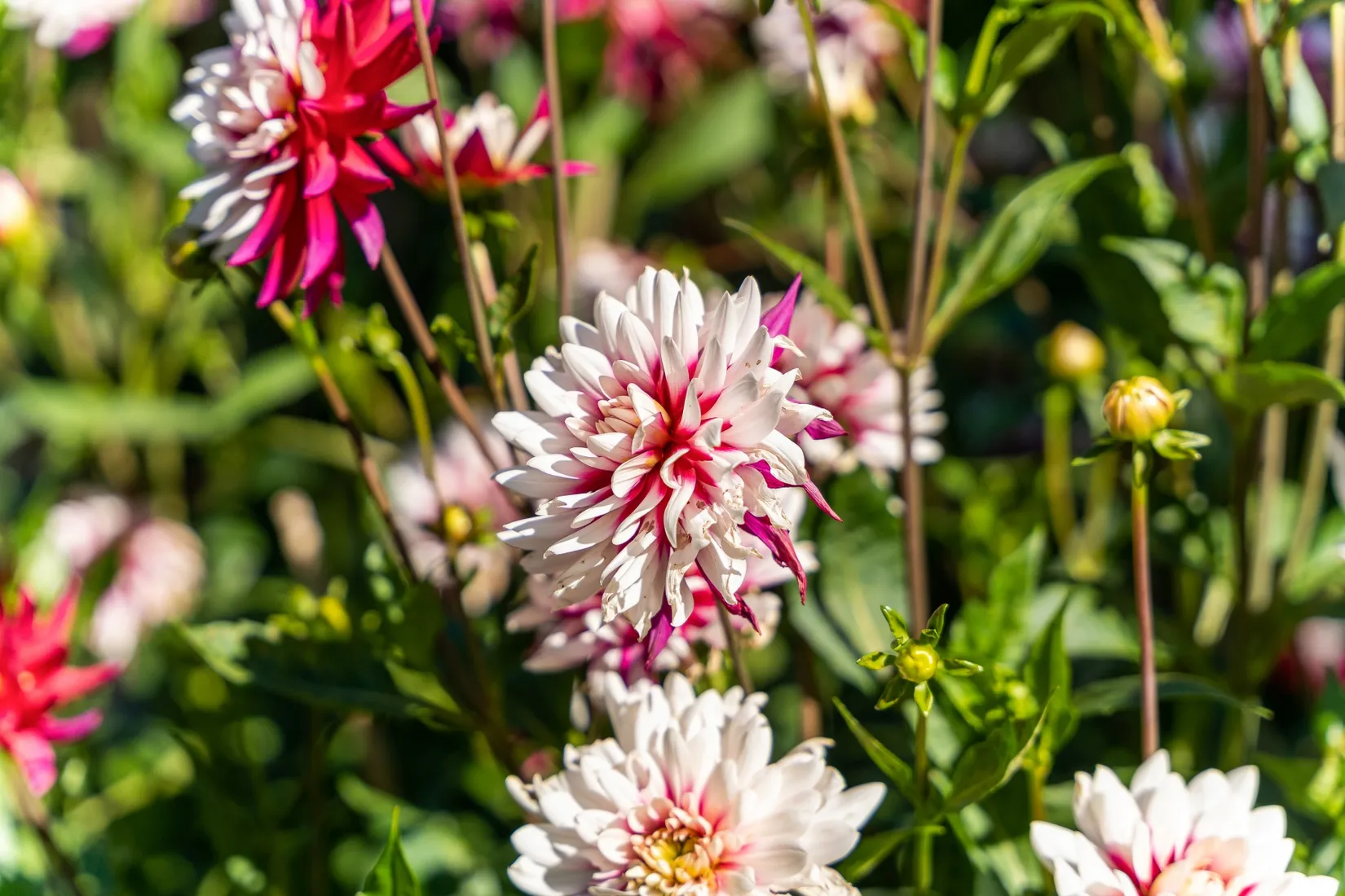 Bostadsrätt, Lindevägen 50, Enskede Gård, Stockholm