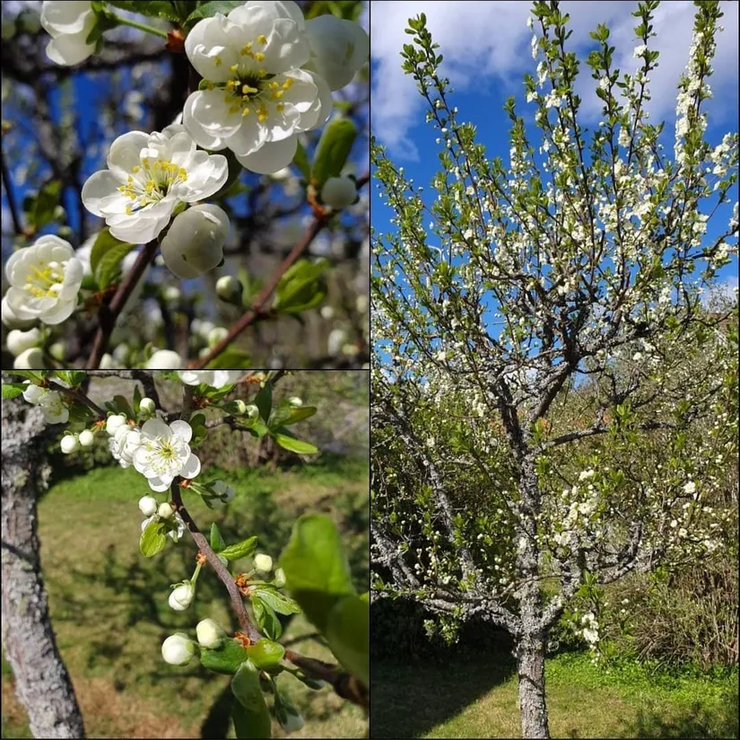 Villa, Rådmansgatan 4, Lindesberg