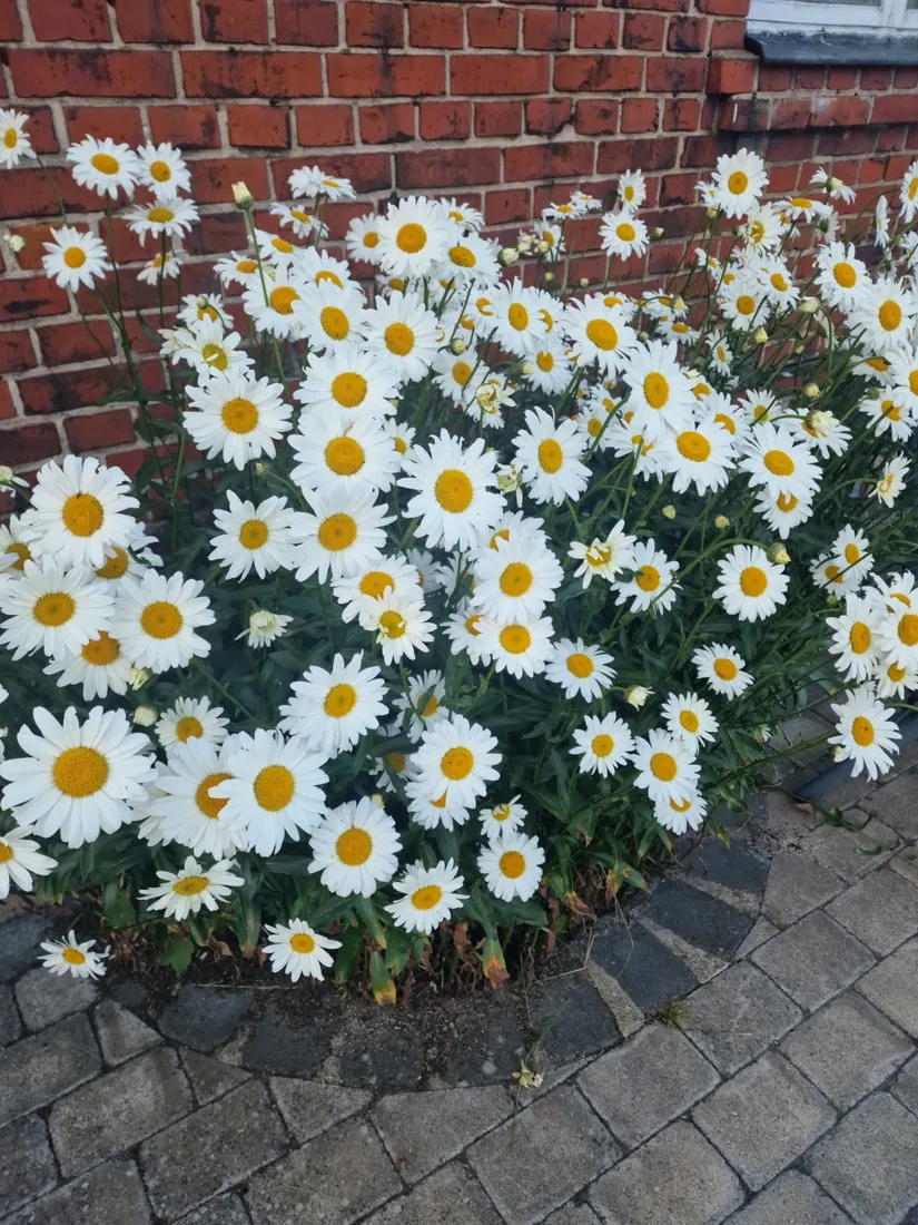 Villa, Tängelsås 1502, Eslöv