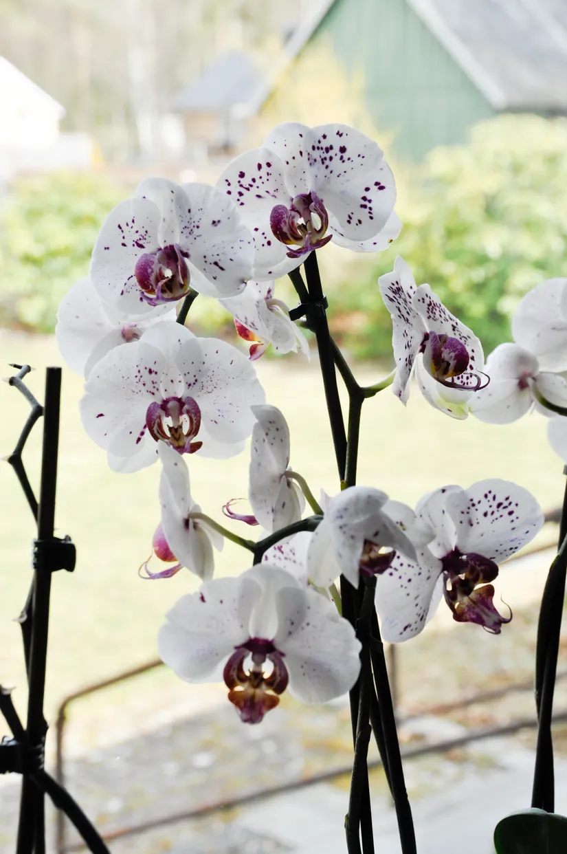 Villa, Barkvägen 11, Markaryd