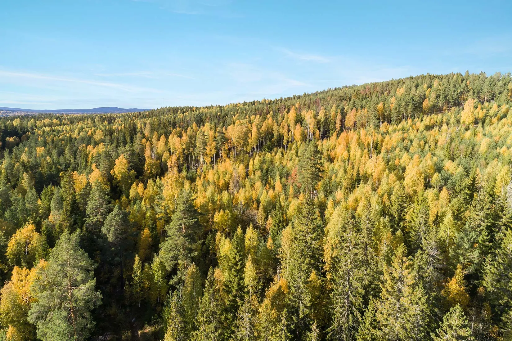Gård/Skog, enligt skogsbruksplan, Gärdebyn, Rättvik