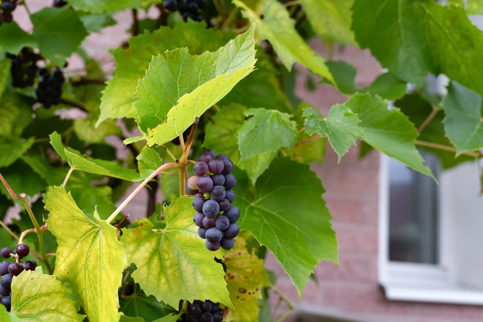 Villa, Backagårdsvägen 6, Hjärnarp, Ängelholm