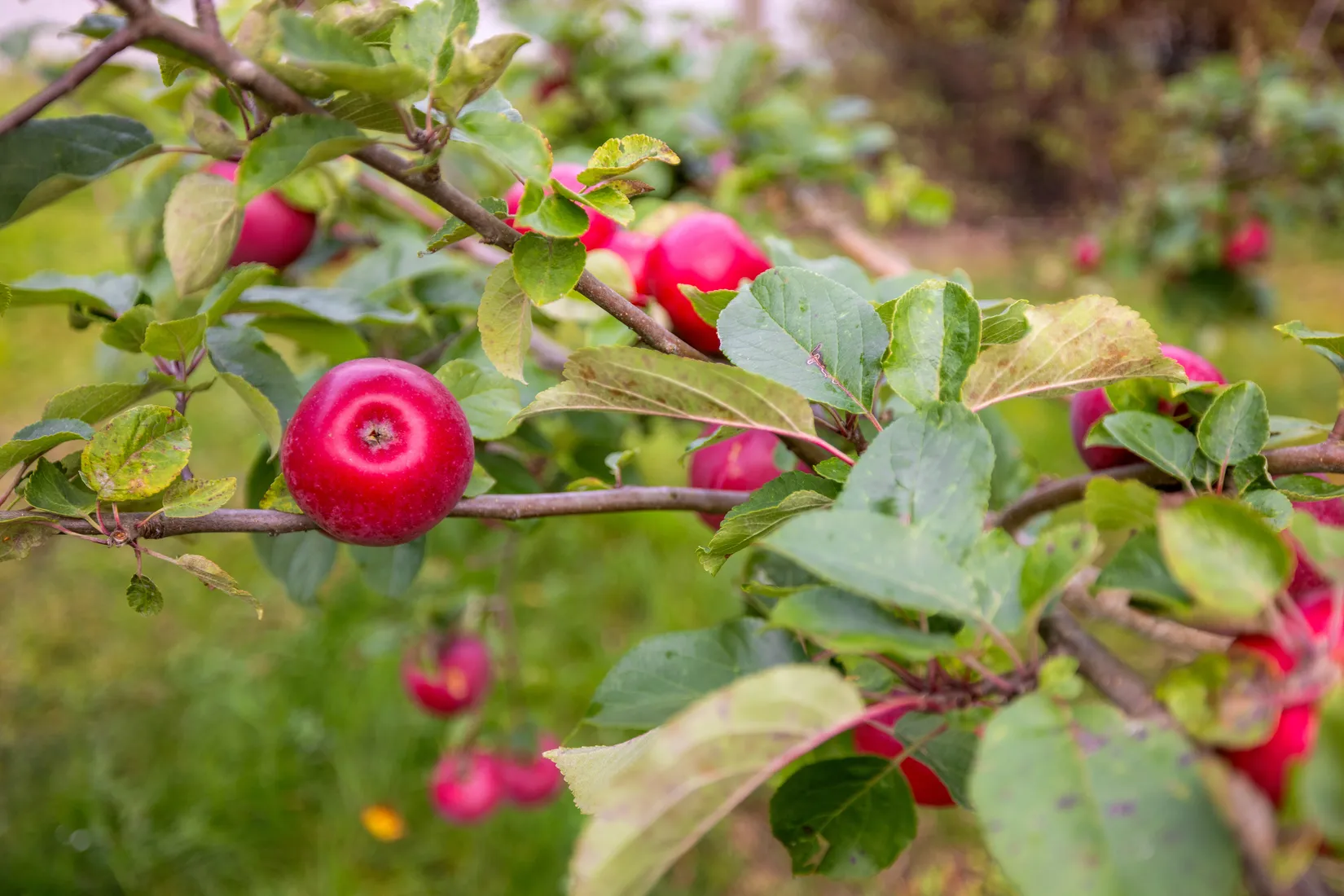 Villa, Sånglärkavägen 20, Skokloster Söderskogen, Håbo