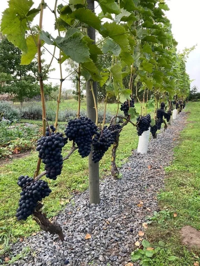 Villa, Gnalövsvägen 16, Gnalöv, Simrishamn