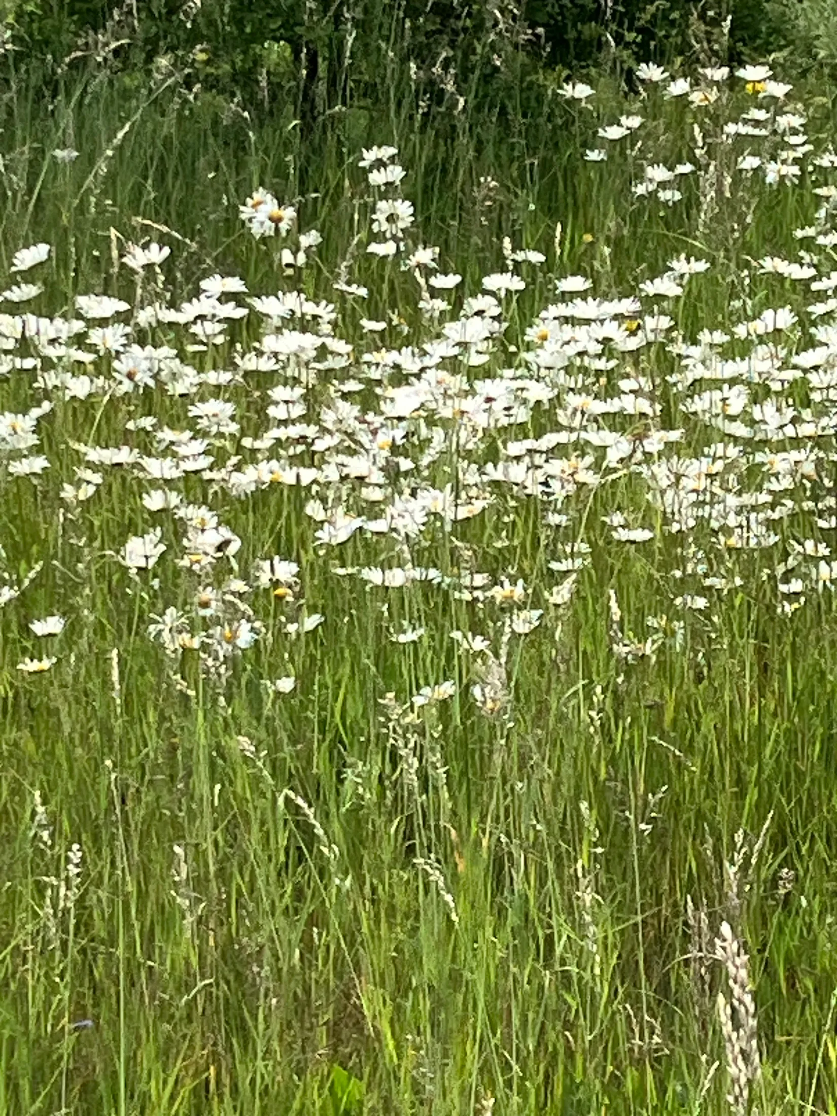Villa, Gnalövsvägen 16, Gnalöv, Simrishamn