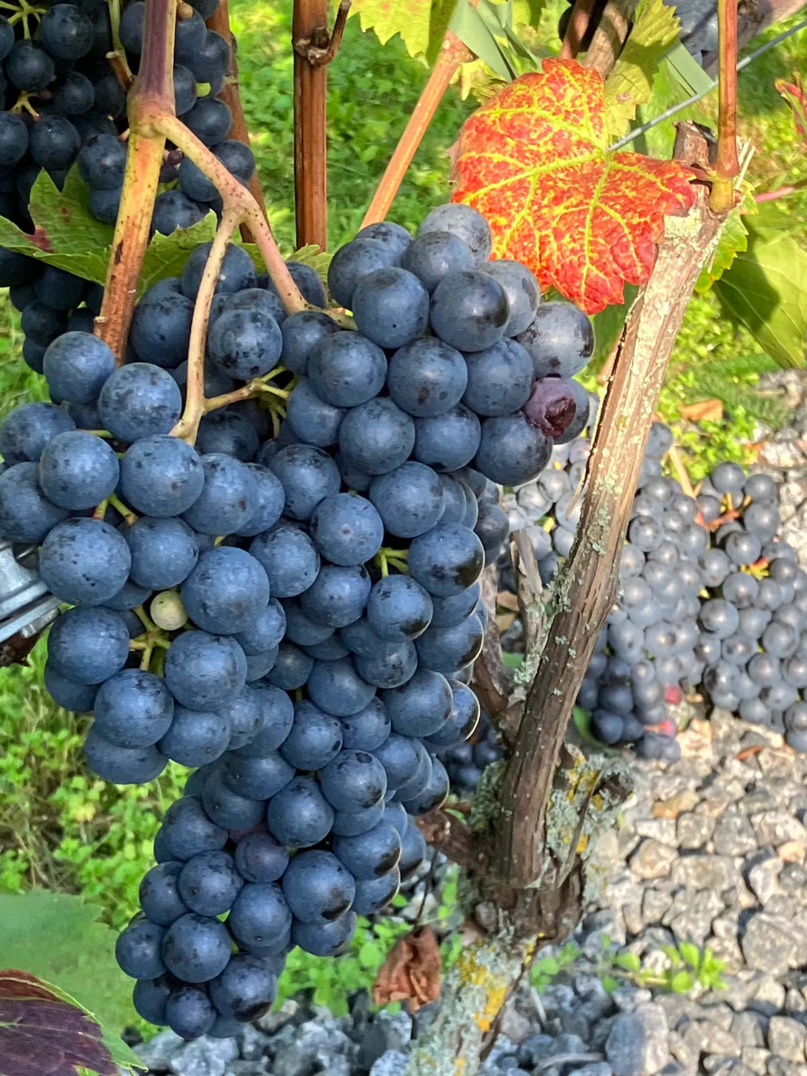 Villa, Gnalövsvägen 16, Gnalöv, Simrishamn