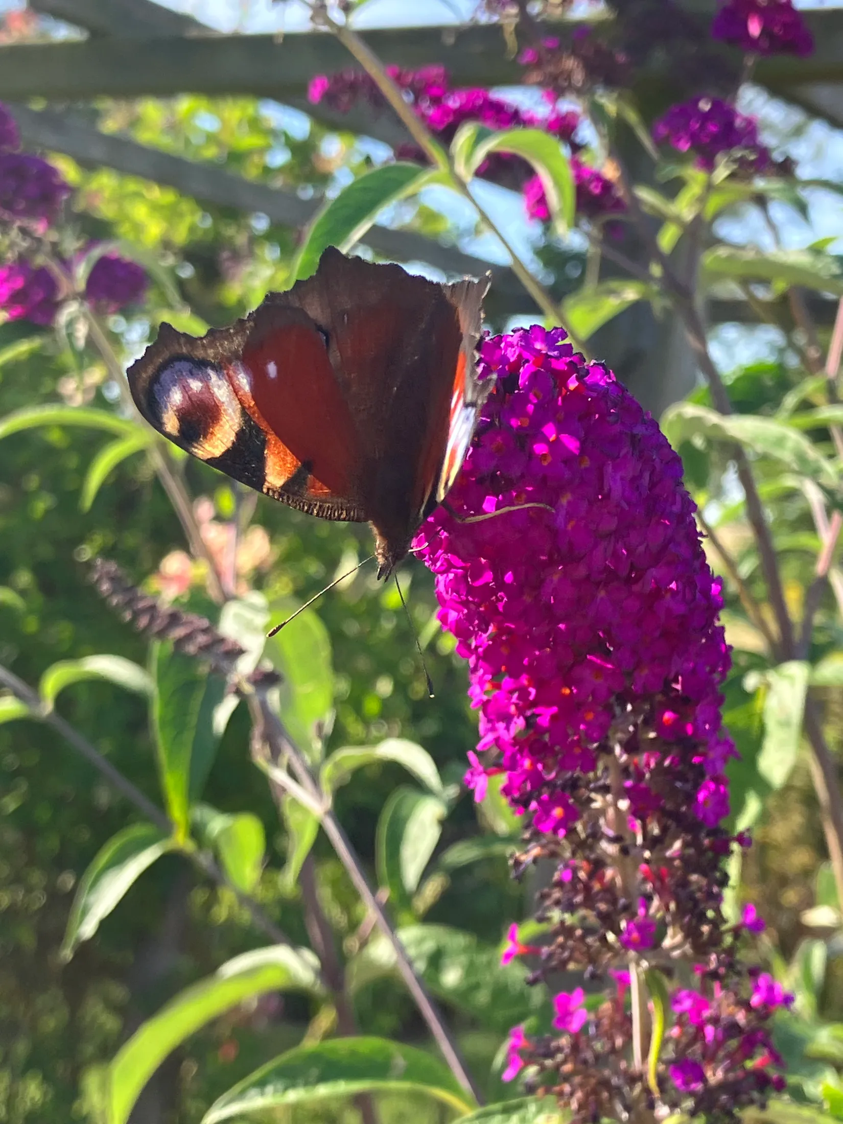 Villa, Gnalövsvägen 16, Gnalöv, Simrishamn