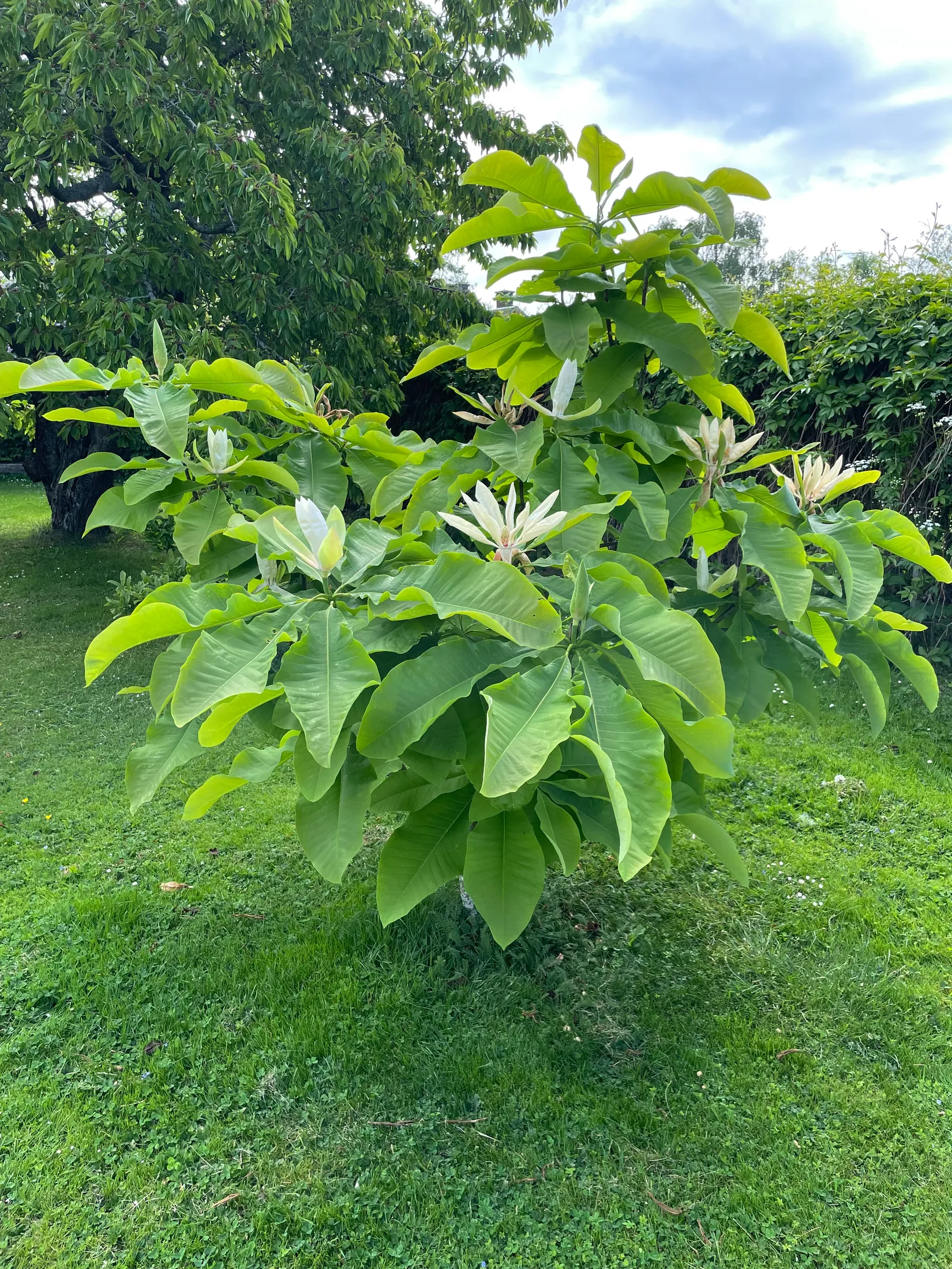 Villa, Verkstadsvägen 11, Centralt, Motala