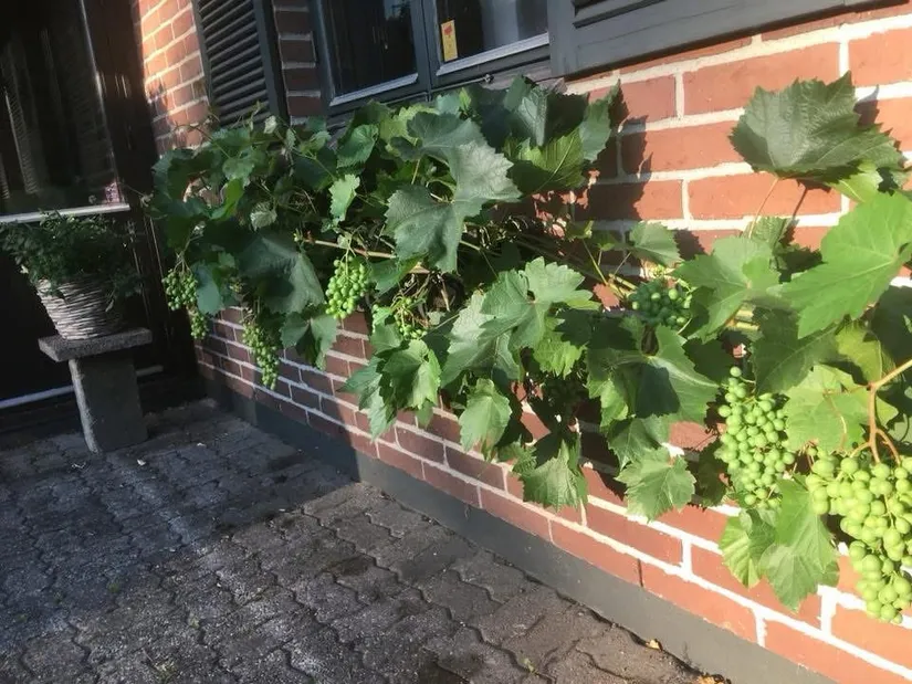 Villa, Plommongränd 1, Centrum, Sjöbo