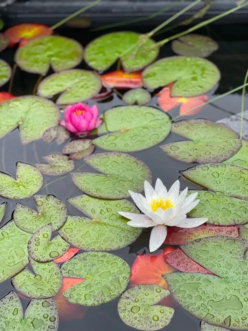 Villa, Plommongränd 1, Centrum, Sjöbo