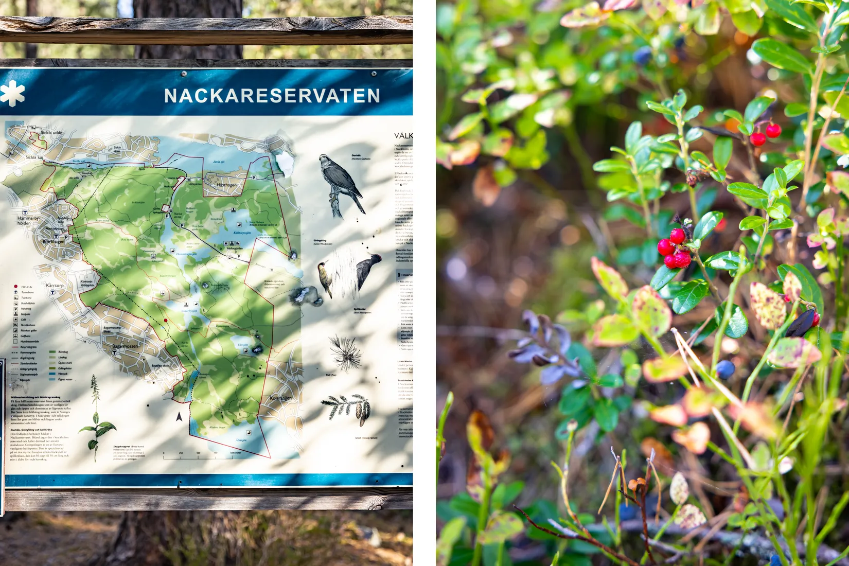 Bostadsrätt, Sten Bergmans väg 5, Hammarbyhöjden, Stockholm