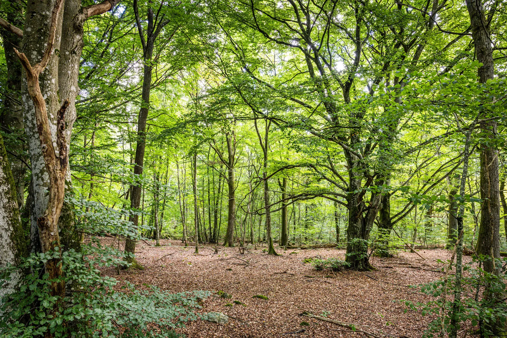 Tomt, TOMELILLA TUNBY 34:48, Tunby, Tomelilla