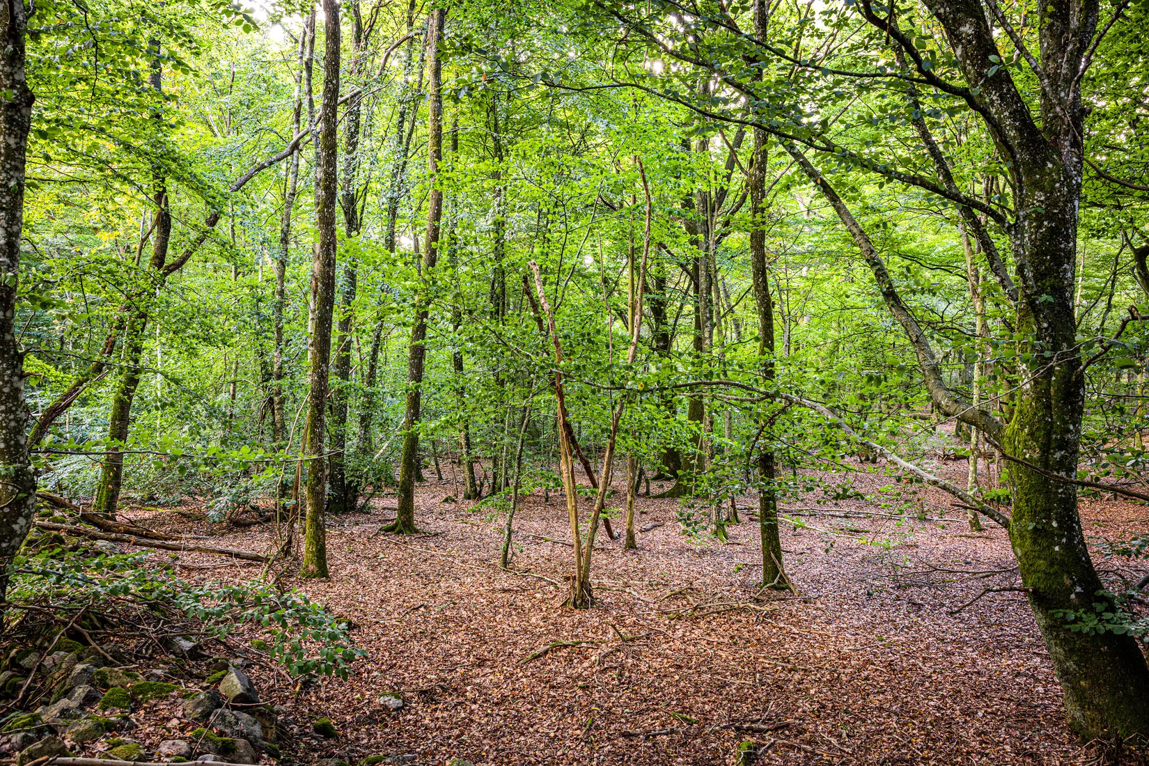 Tomt, TOMELILLA TUNBY 34:48, Tunby, Tomelilla