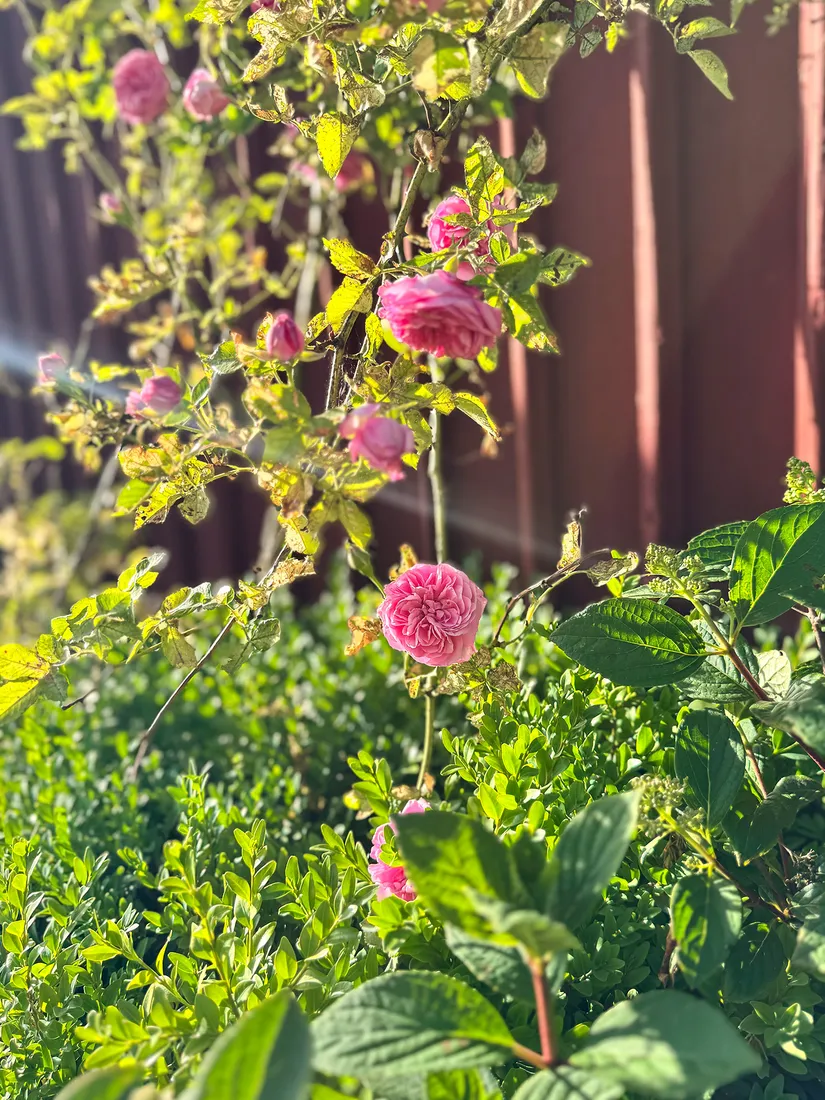 Gård/Skog, Hållestorp 108, Hållestorp, Ulricehamn