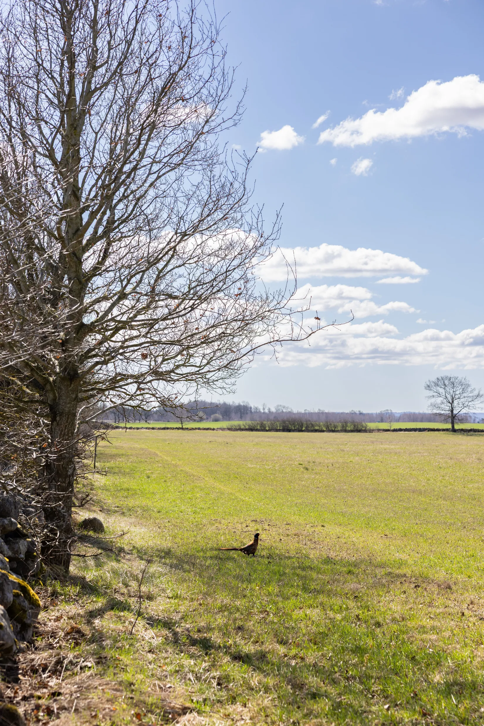 Gård/Skog, Pregestadsvägen 220, Sjöbo