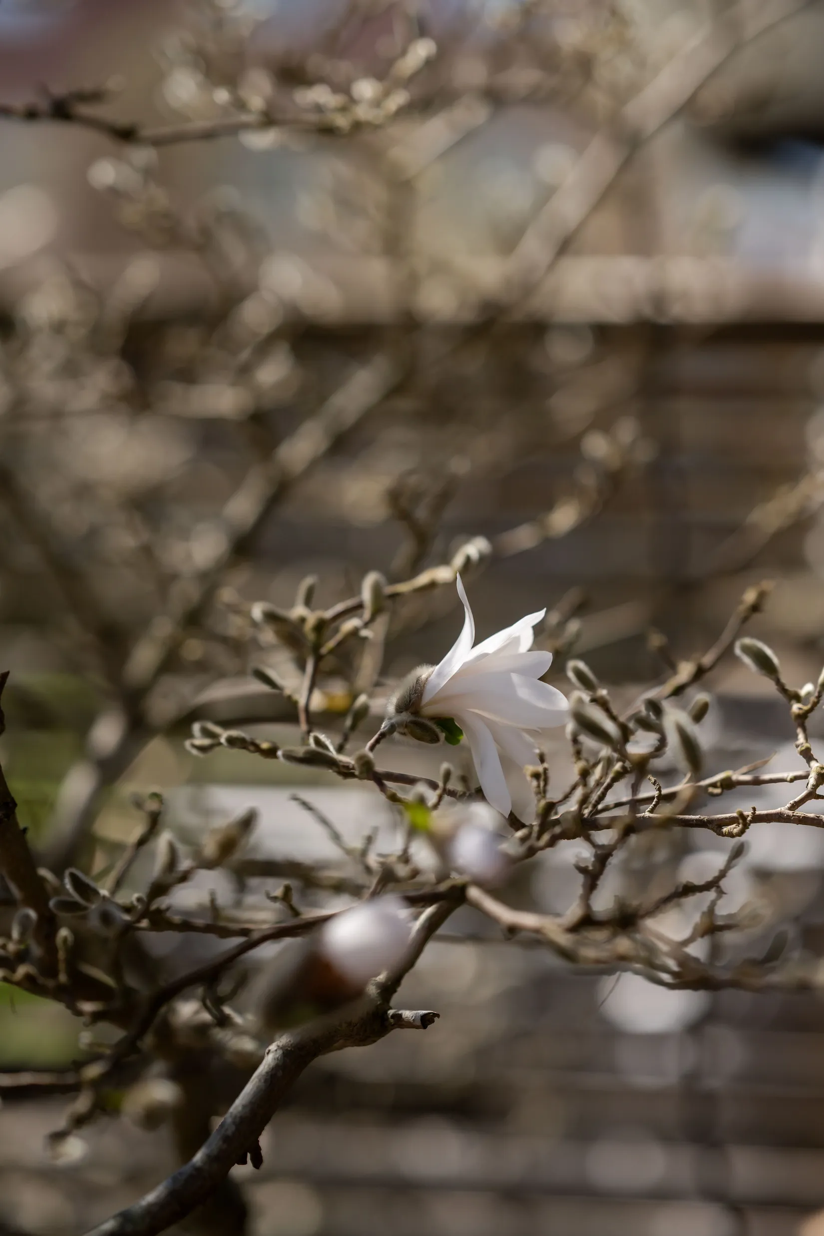 Villa, Karlsbergsgatan 19, Tullen, Borås